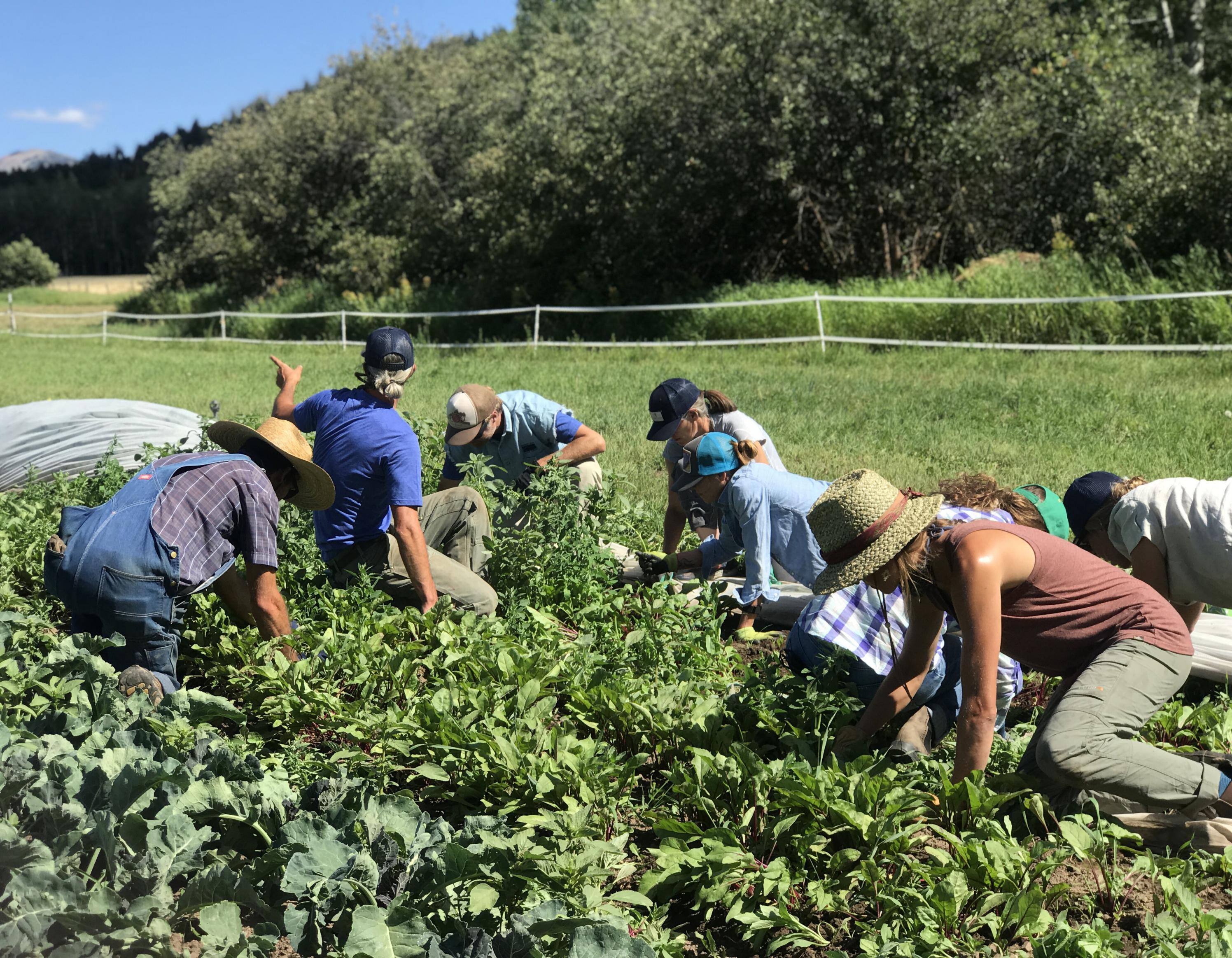 Slow Foods In the Tetons Programs and Impacts Report 2022 by