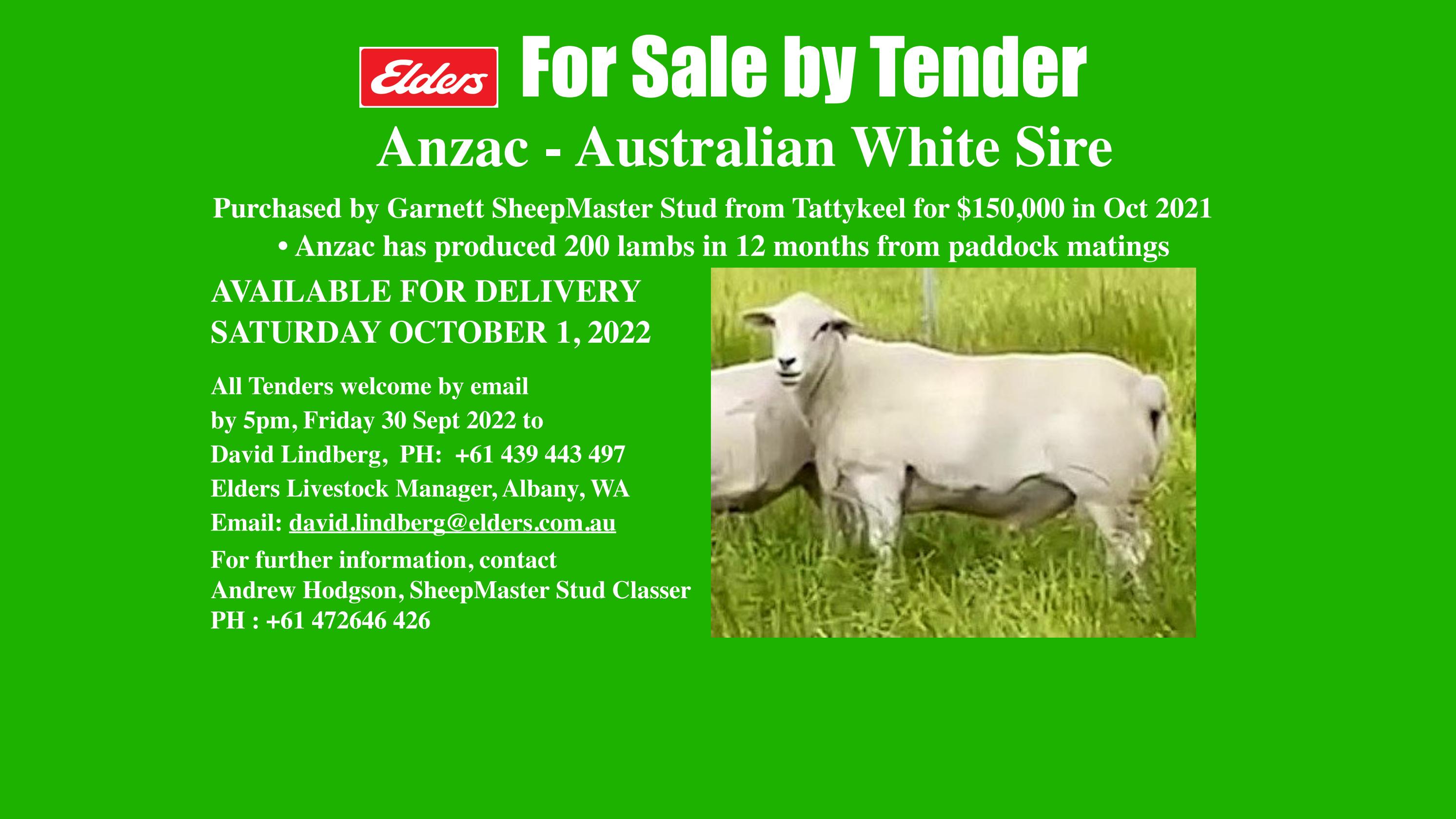 Anzac Australian White for Sale by Tender by SheepMaster Issuu