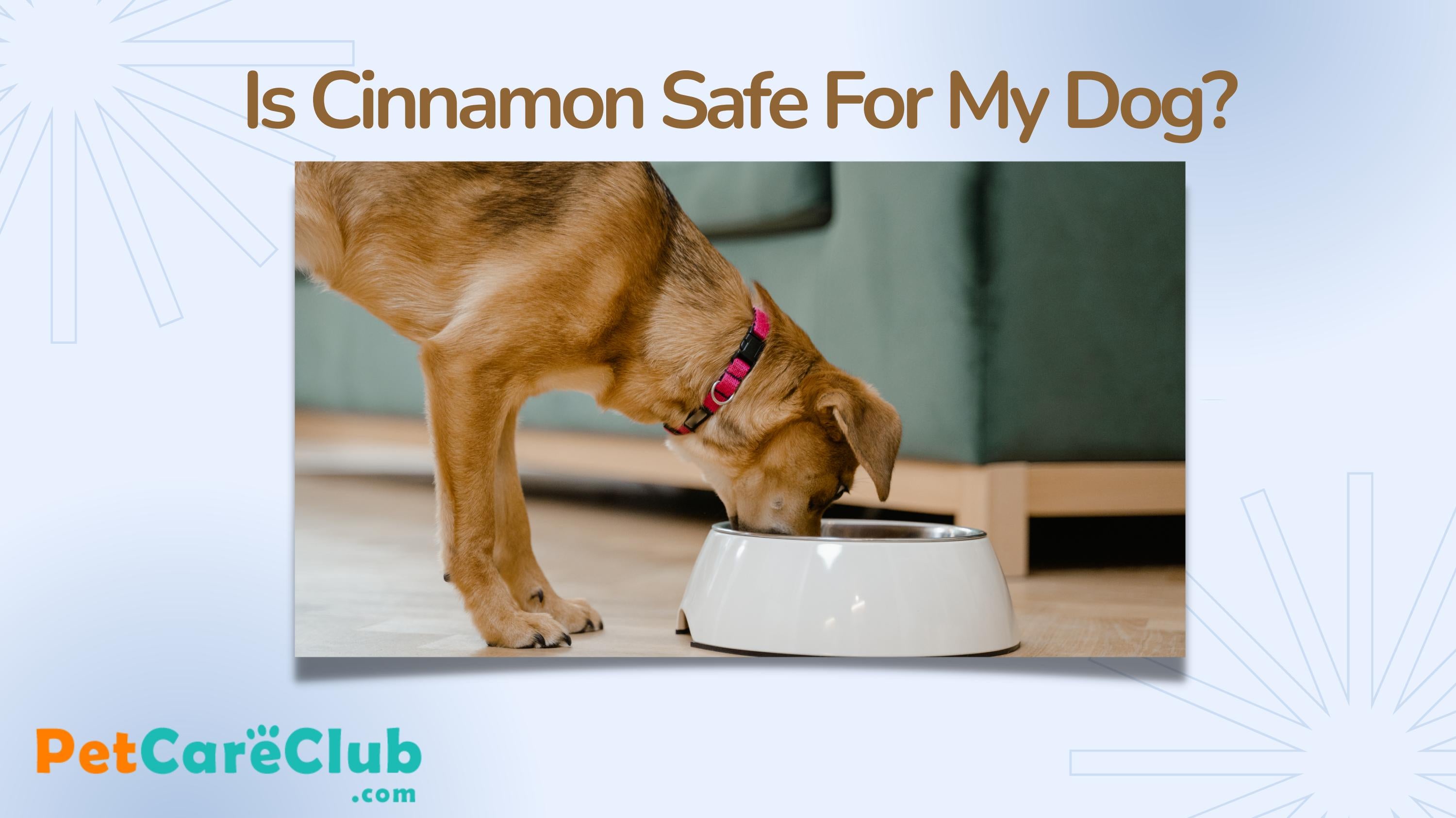 Is feeding Cinnamon to your Dog is safe or not? by davidcarter838 Issuu