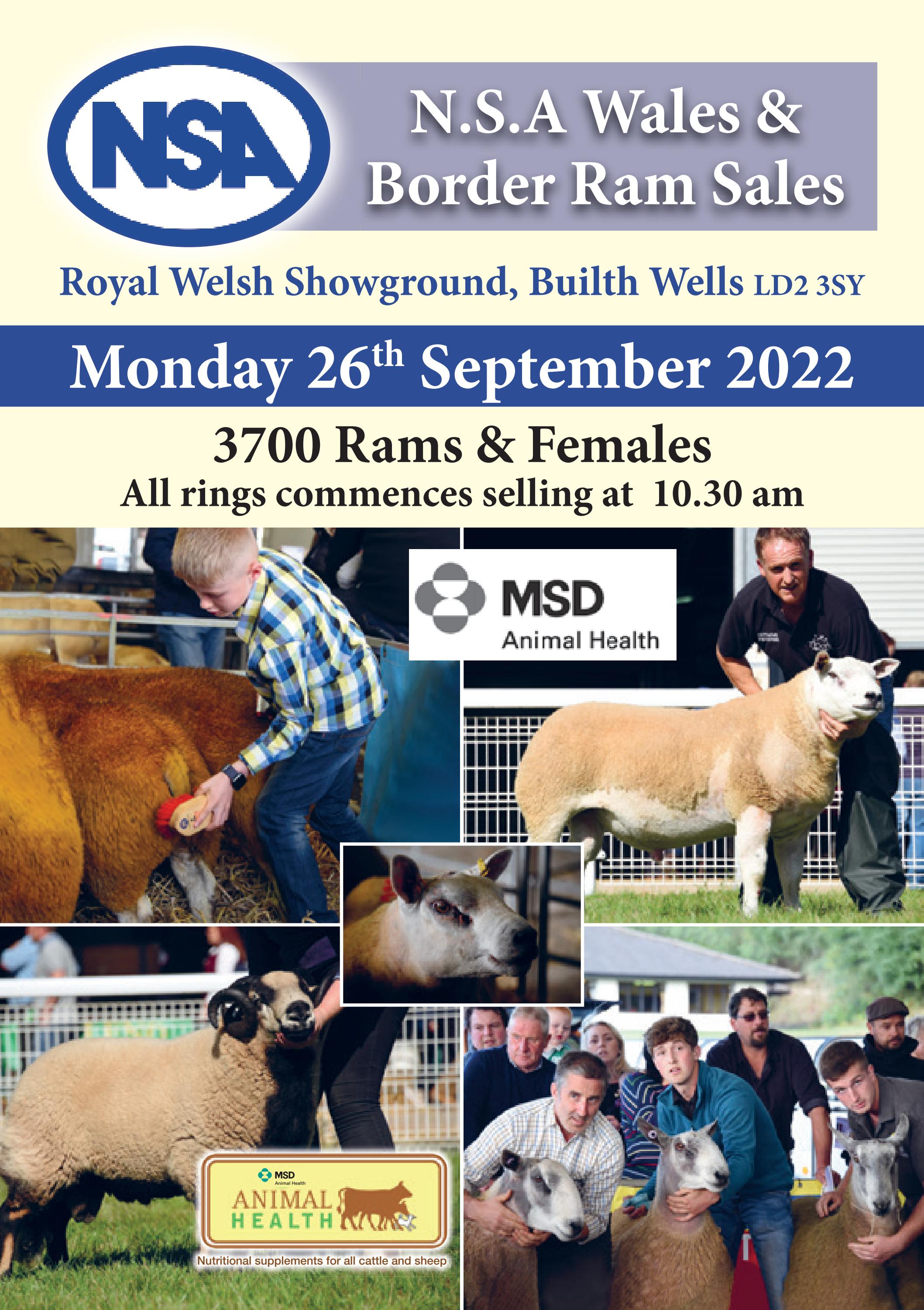 New NSA Wales & Border Ram Sale Catalogue by NSARamSales Issuu