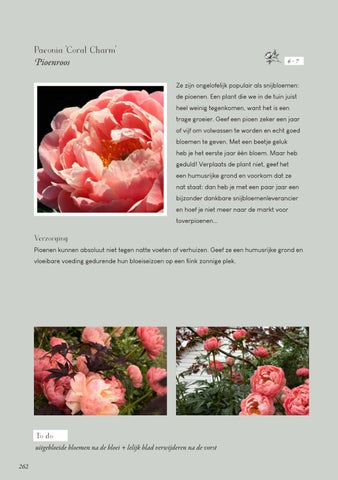 Page 262