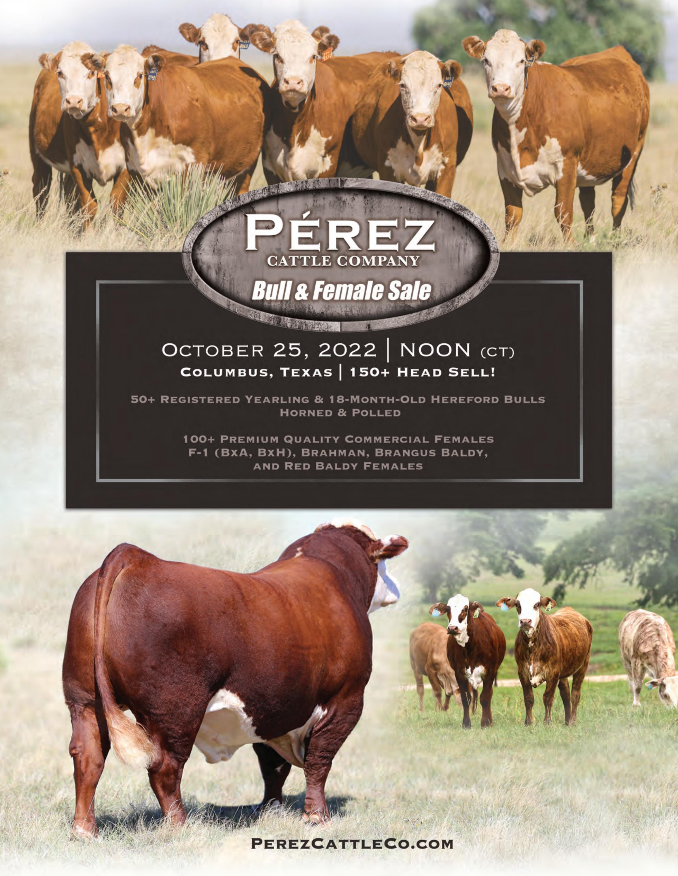 2022 Fall Bull & Female Sale Columbus, TX by Perez Cattle Co Issuu