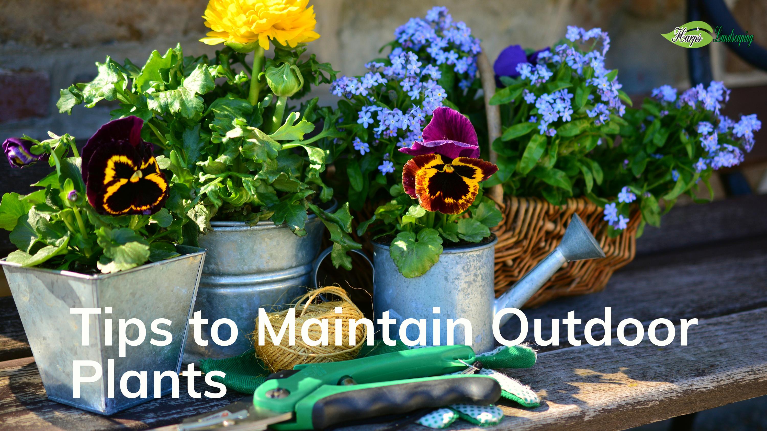 Tips to Maintain Outdoor Plants by HarplandScaping Issuu