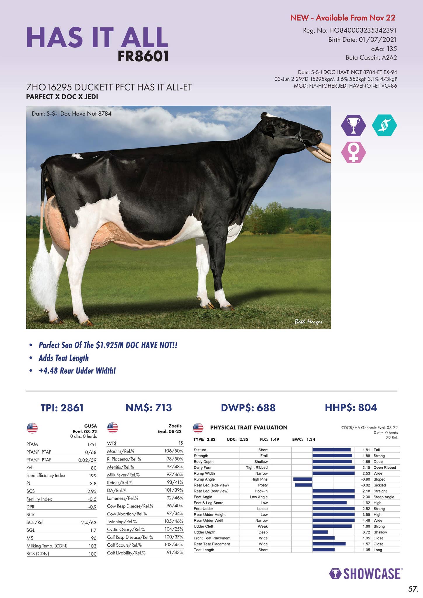 Holstein Bull Parfect
