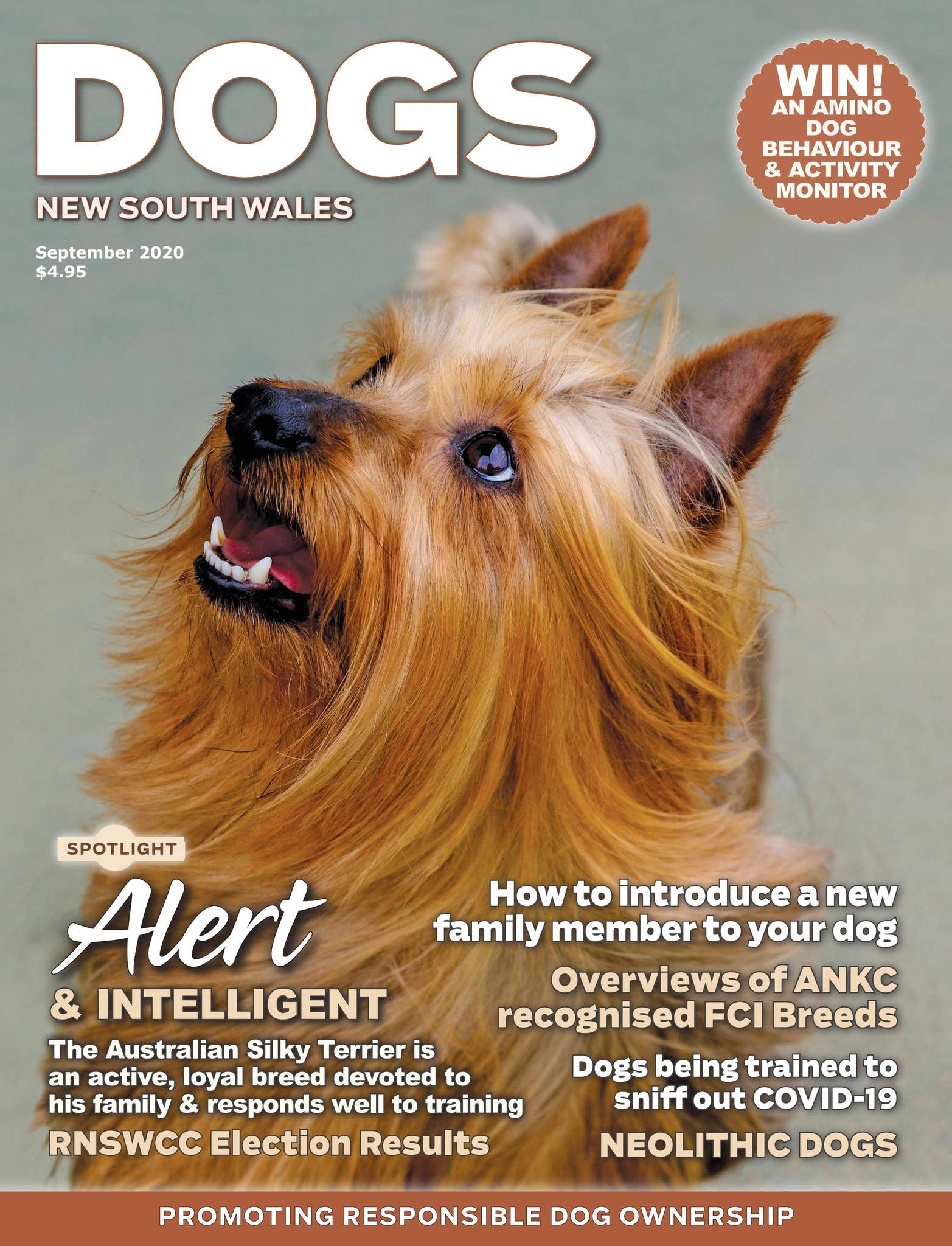 September 2020 by dogsnsw - Issuu, image size:1565x2048