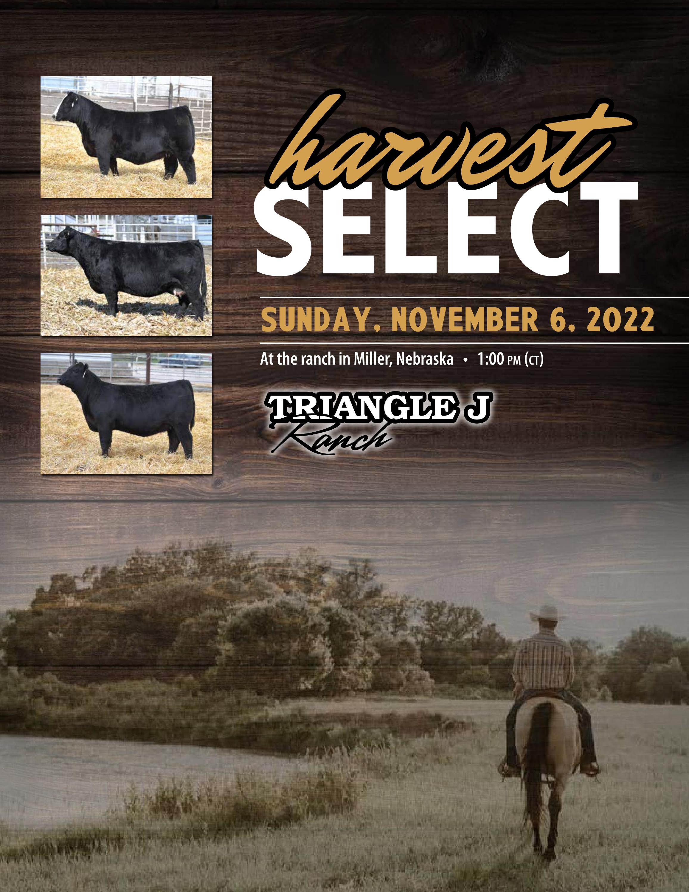 2022 Triangle J Harvest Select Female Sale by Julie Murnin Issuu