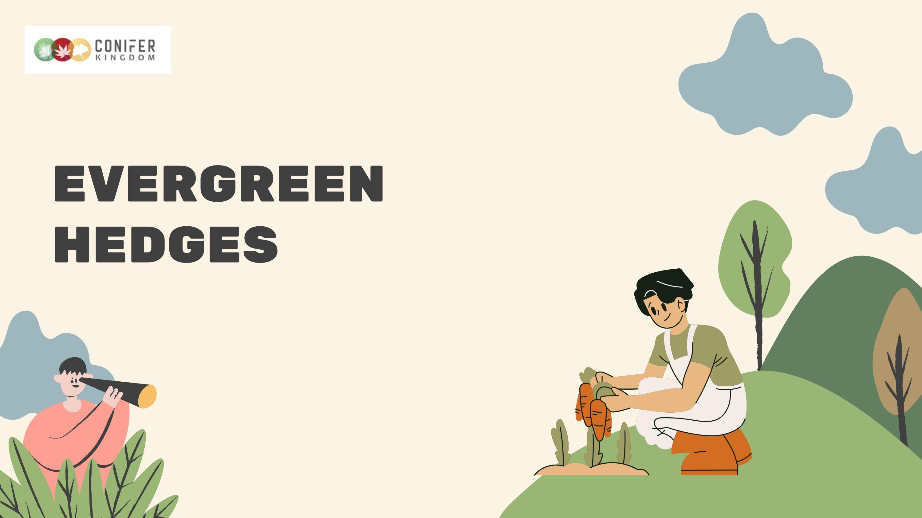 Looking For Privacy Hedges? by Conifer Kingdom Issuu