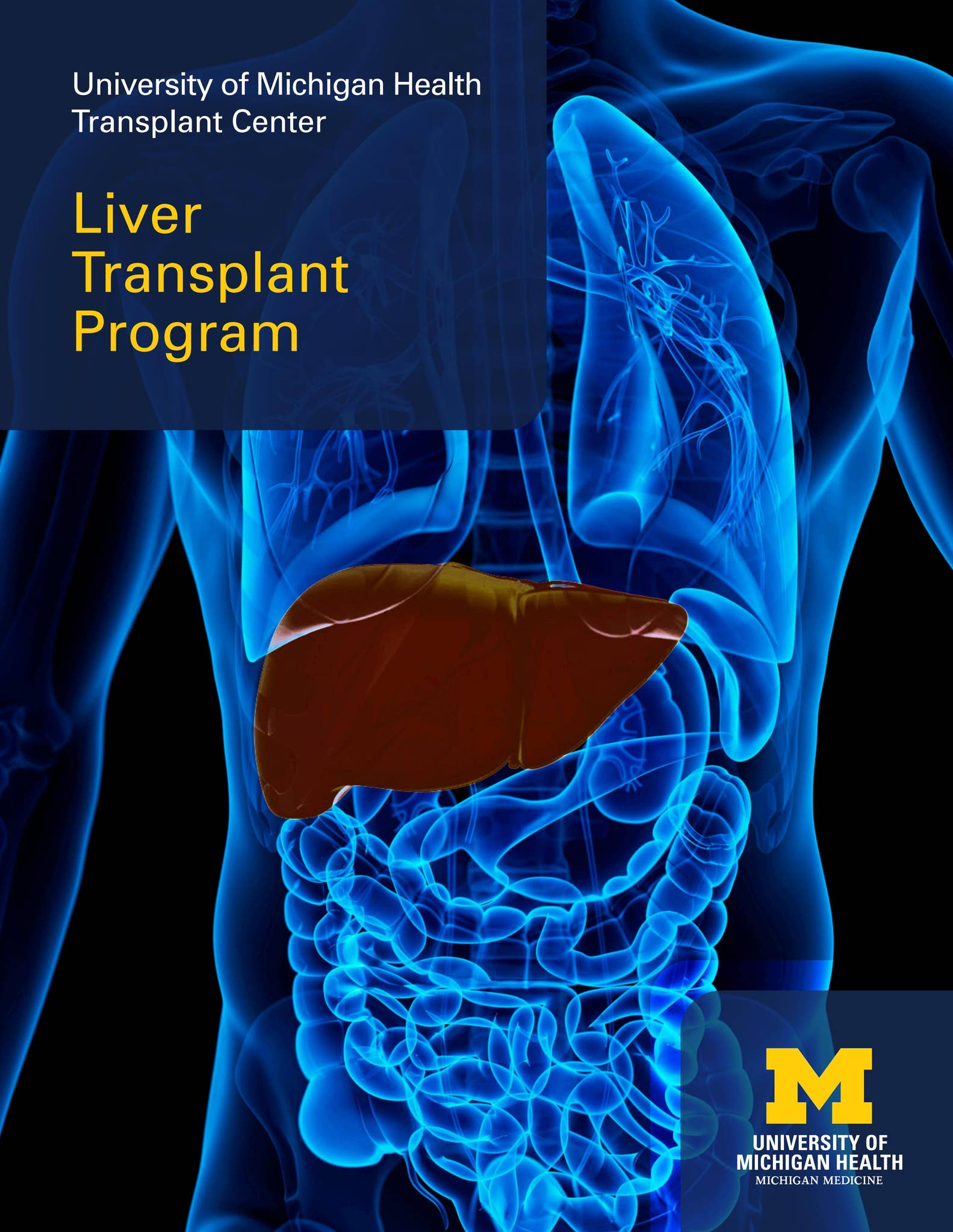 Liver - LIVER TOUR 24-25 | NOVEMBER SNOWMATERIAL of liver to