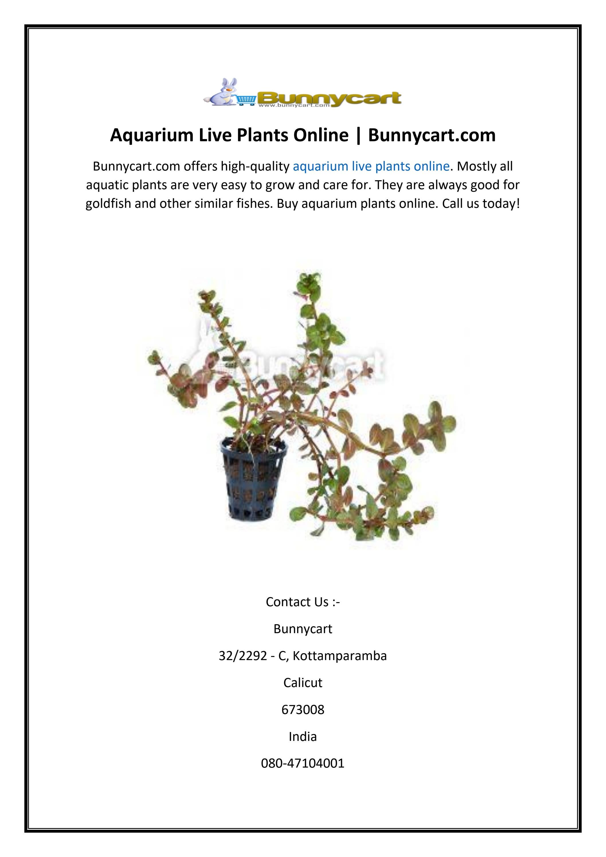 Aquarium Live Plants Online by Bunnycart Issuu