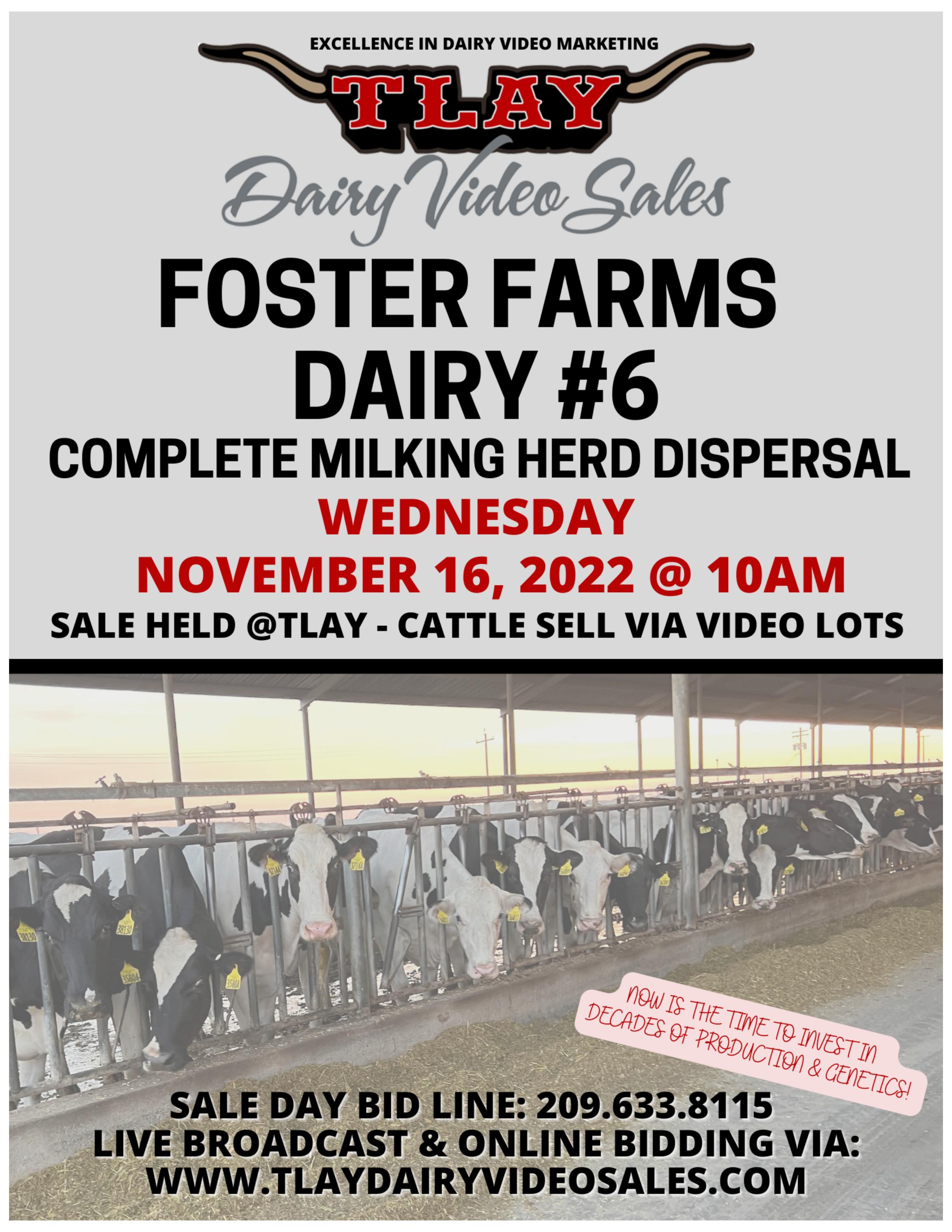 FOSTER FARMS DAIRY 6 DISPERSAL by TURLOCK LIVESTOCK AUCTION YARD Issuu