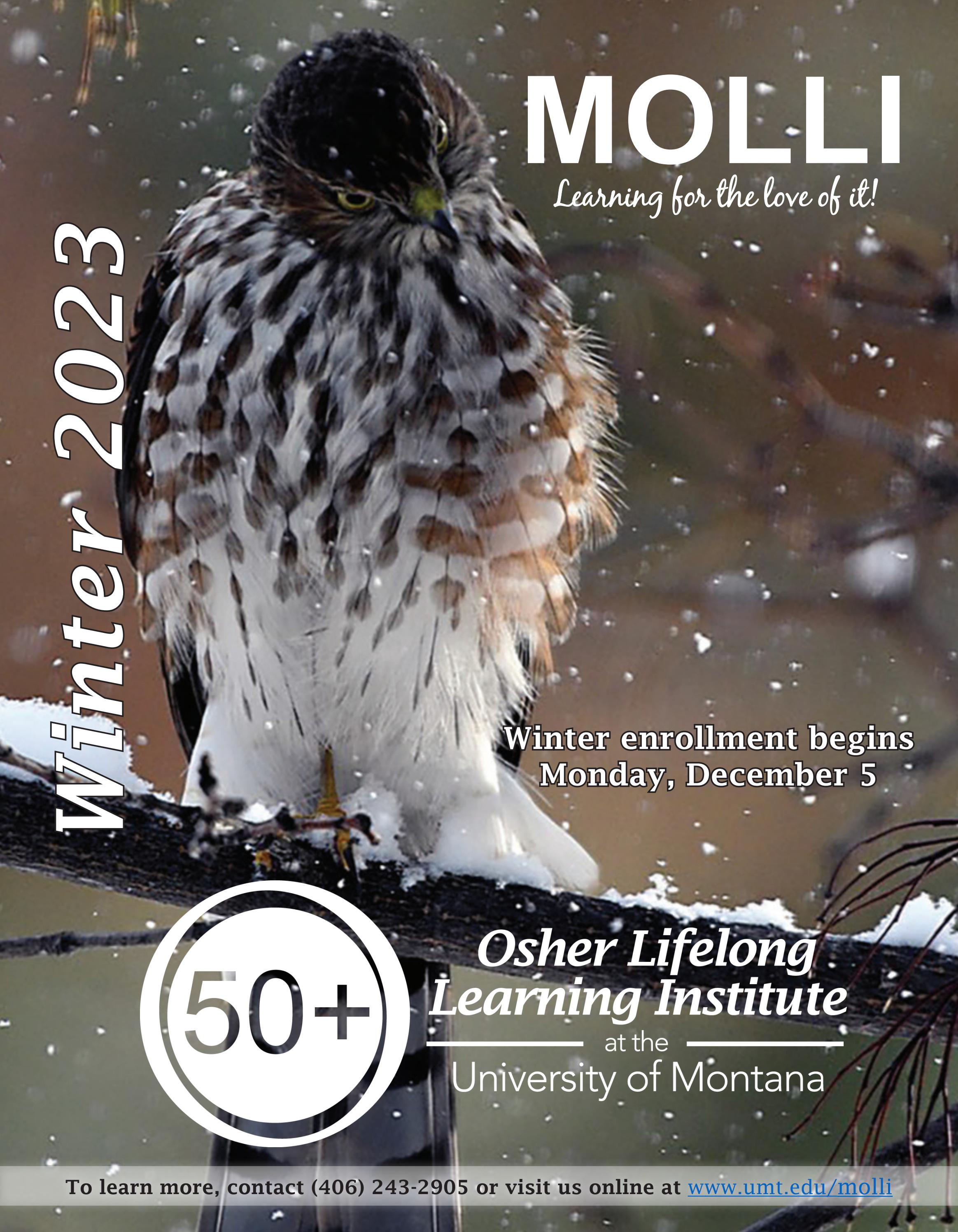 MOLLI Catalog by MOLLIatUM Issuu