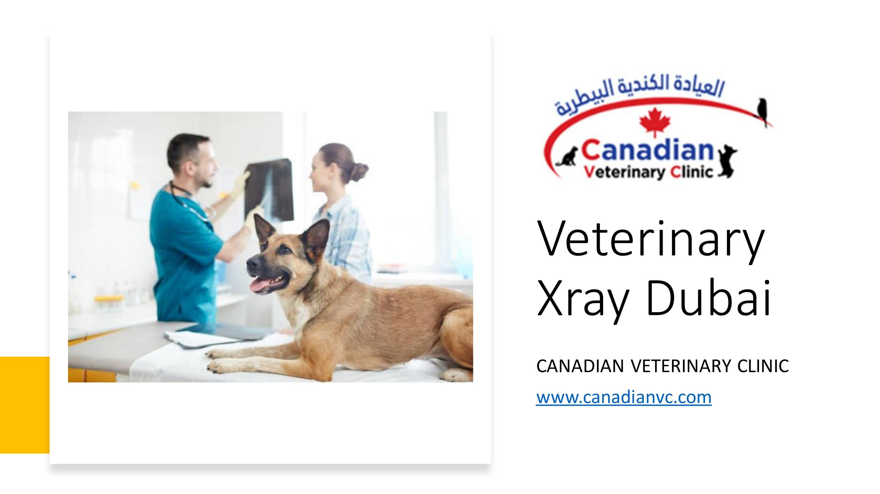 Veterinary Xray Dubai by classicmetalcoating Issuu