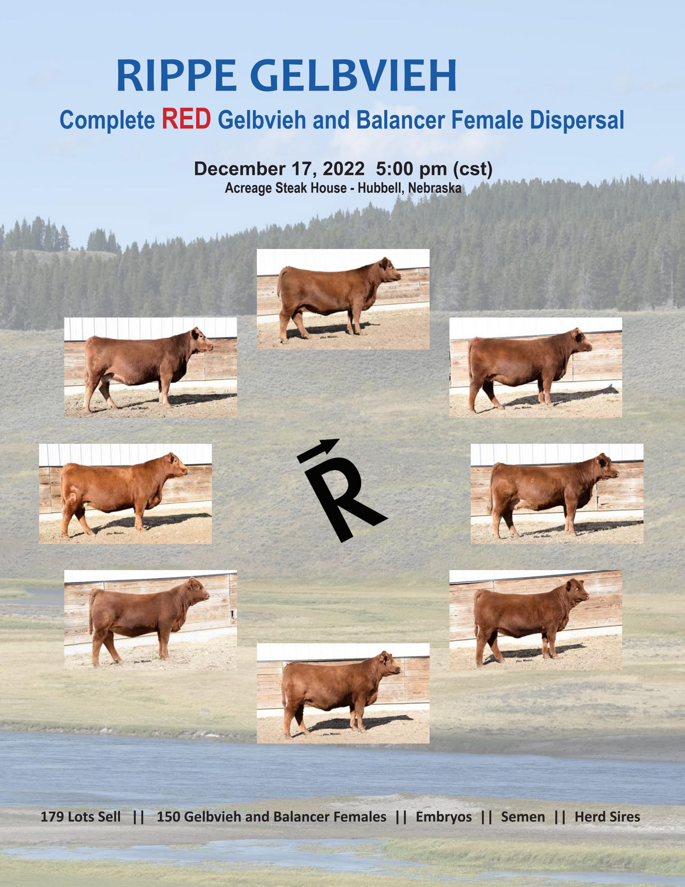 Rippe Gelbvieh Red Gelbvieh & Balancer Female Dispersal by American ...