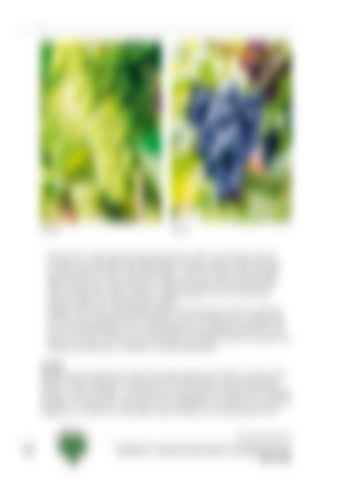 Page 221