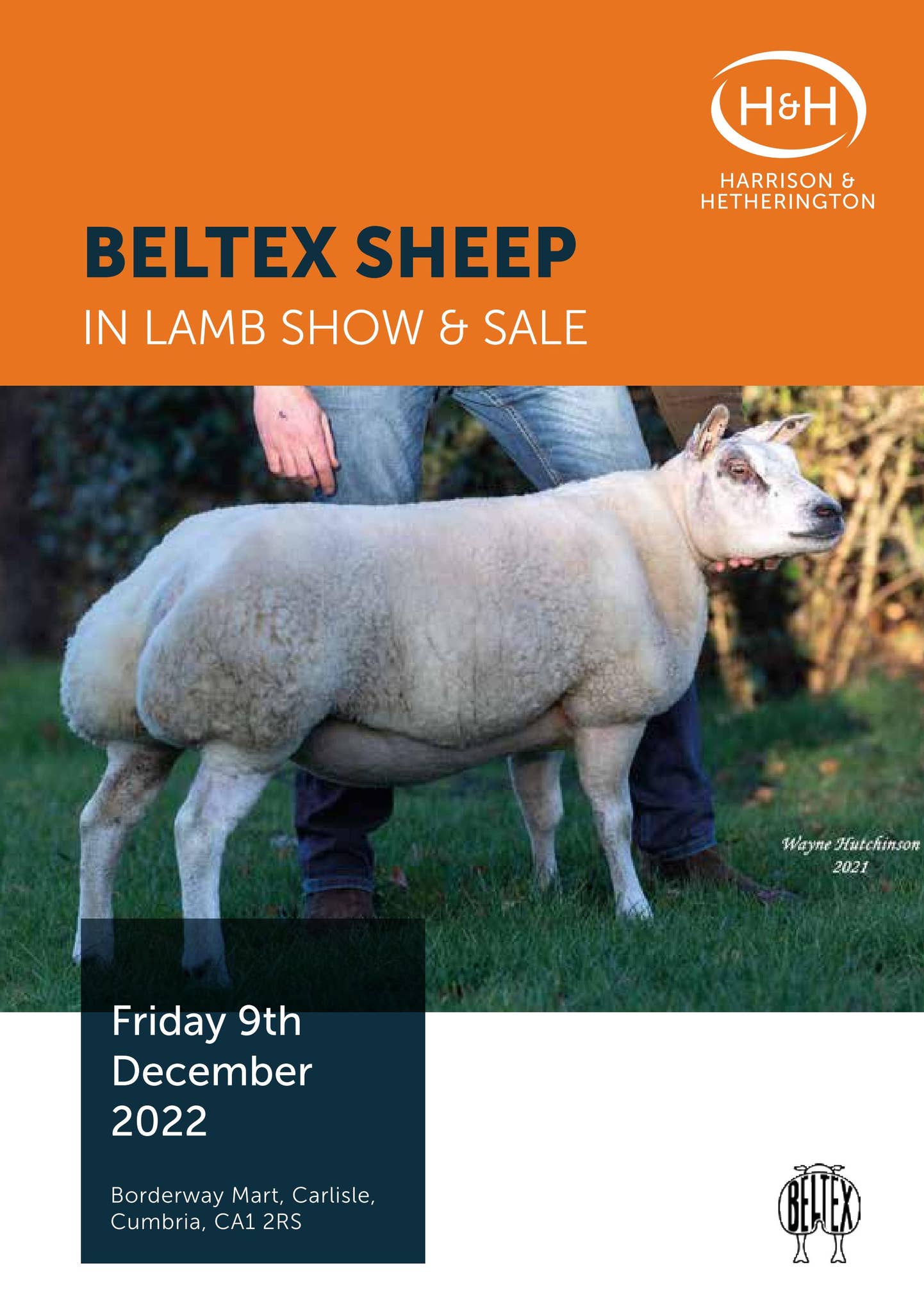 Beltex in lamb 22 by Harrison & Hetherington - Issuu