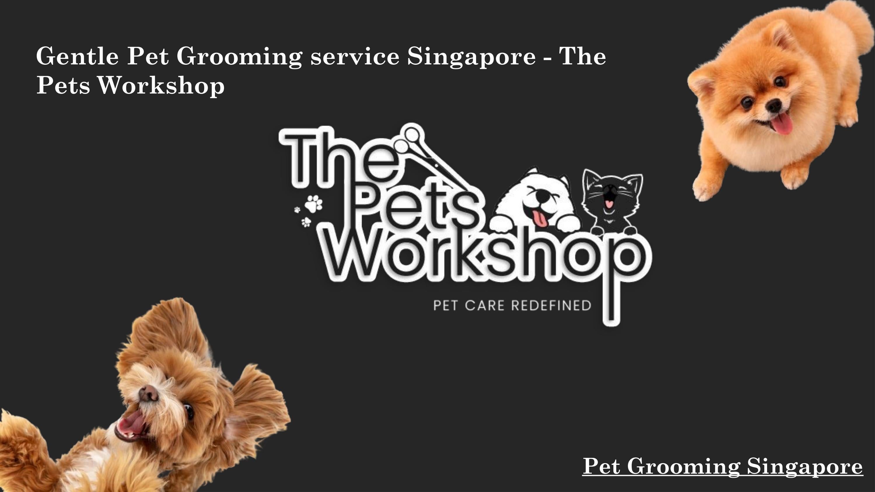 Gentle Pet Grooming service SingaporeThe Pets by the pets