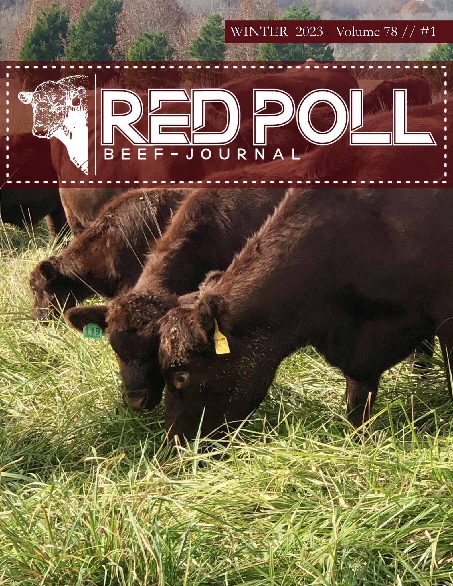 American Red Polls 2023 Winter Journal Catalog by LivestockDirect Issuu