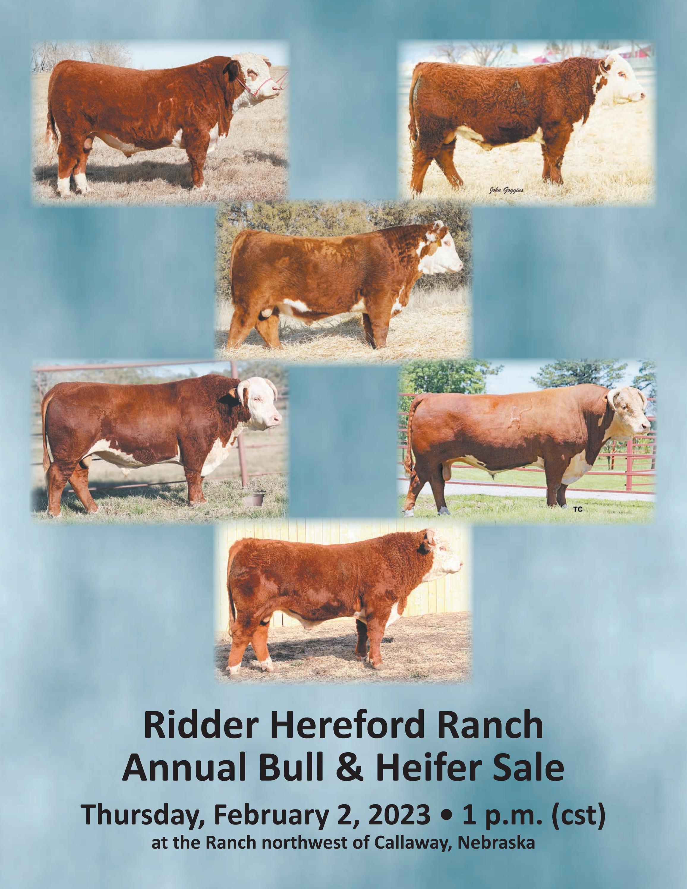 Hereford America 2023 Ridder Herefords Catalog by LivestockDirect Issuu