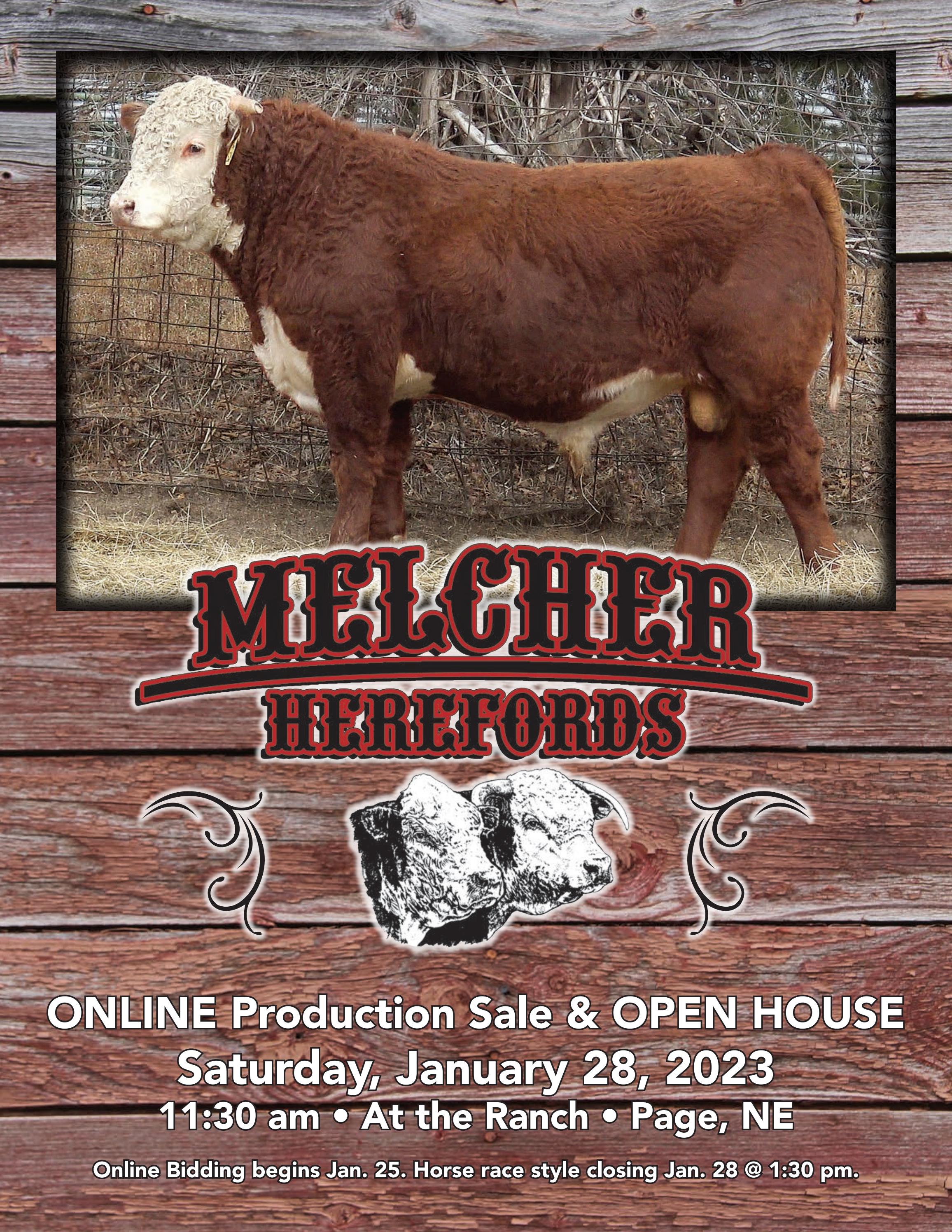 Hereford America 2023 Melcher Herefords Catalog by LivestockDirect
