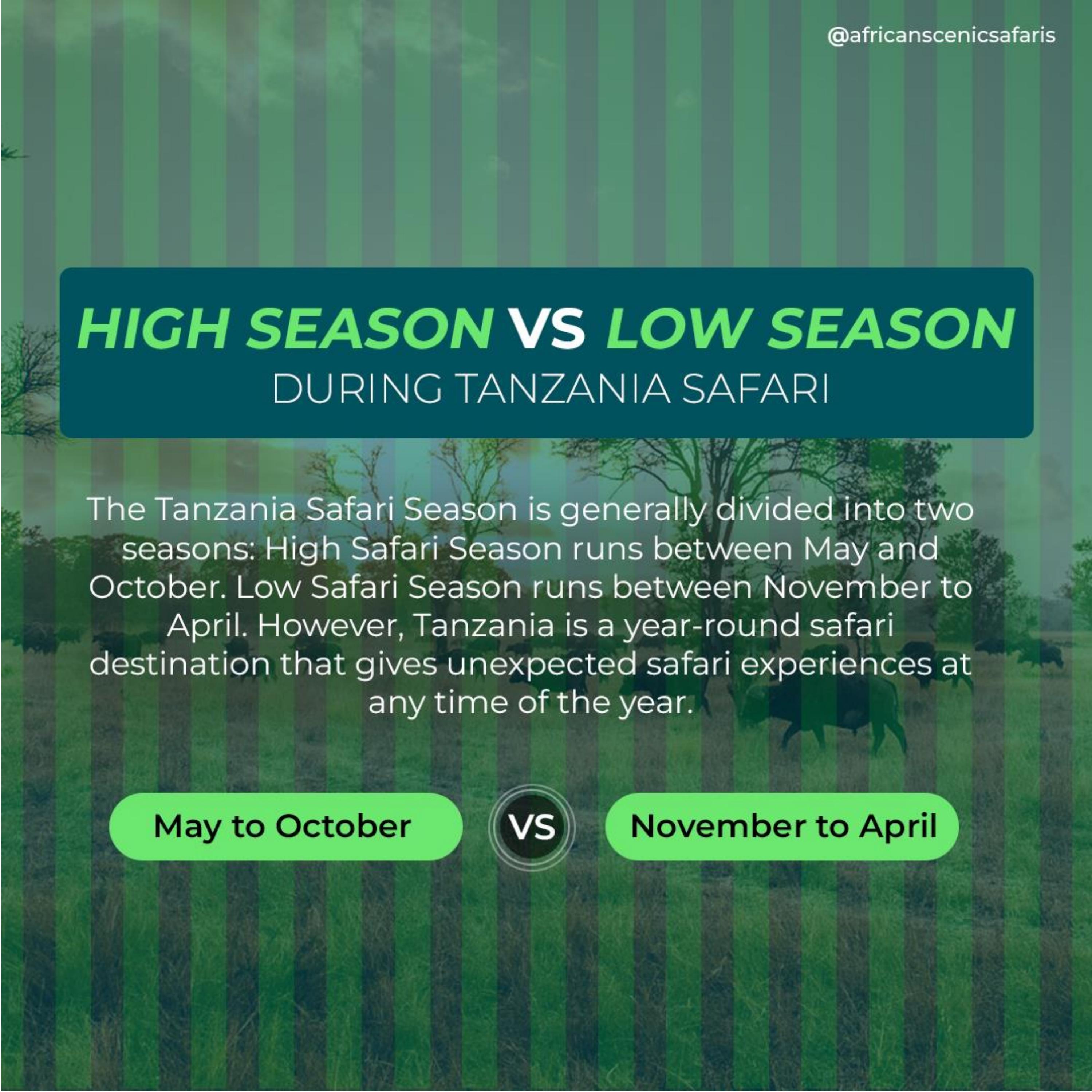 High Season Vs. Low Season Tanzania Safari by African Scenic Safaris