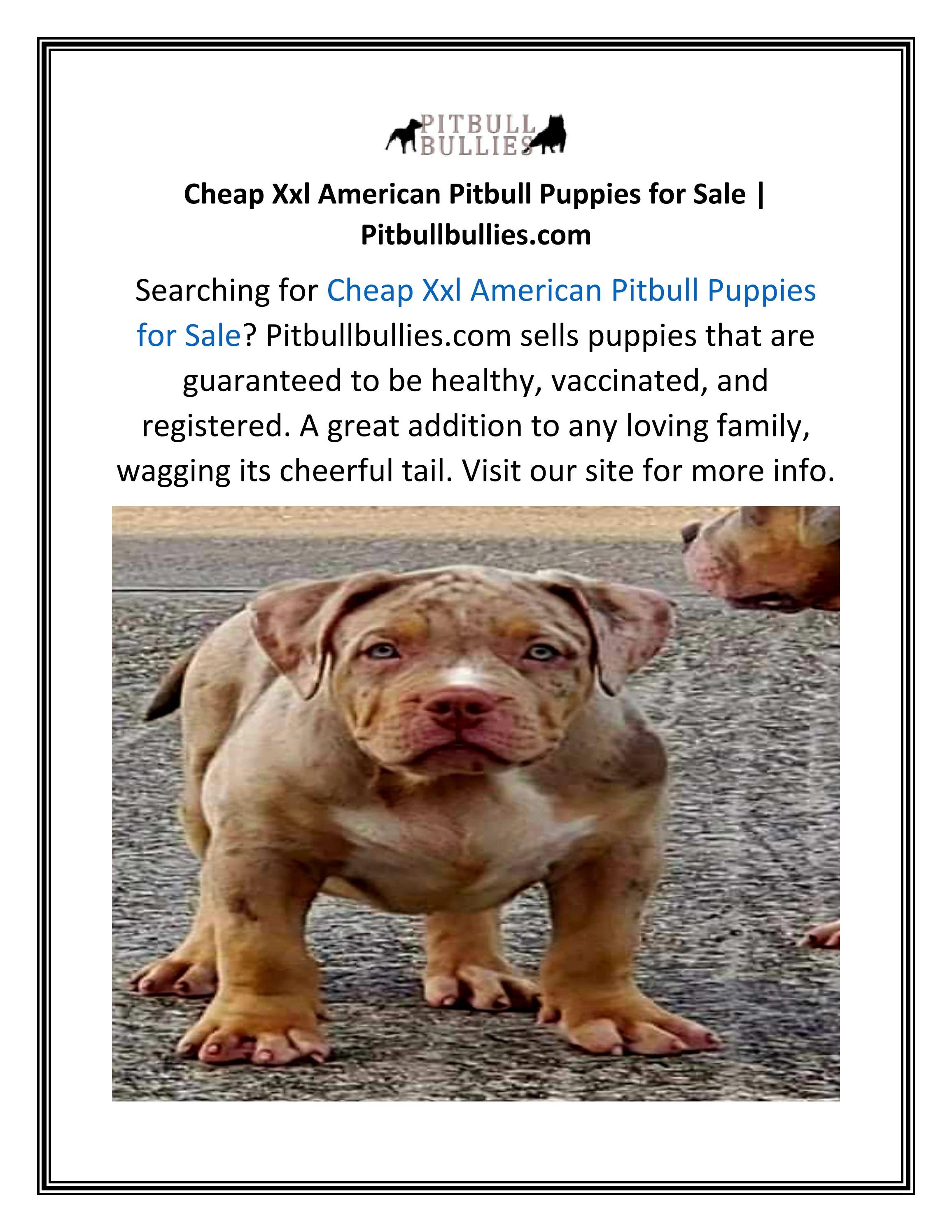 Pitbull Puppies For Sale Anchoragebikini Wax Columbus Ohio - ofgqhwe
