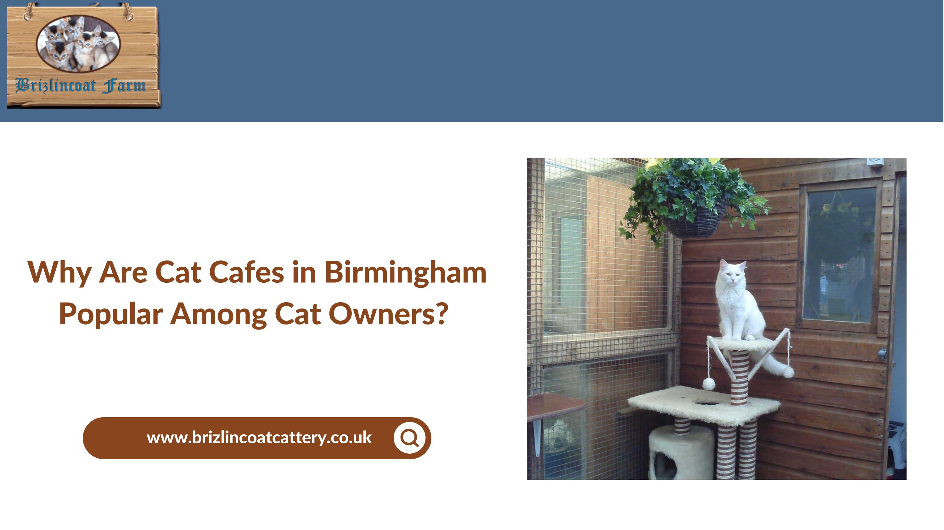 Why Are Cat Cafes in Birmingham Popular Among Cat Owners? by