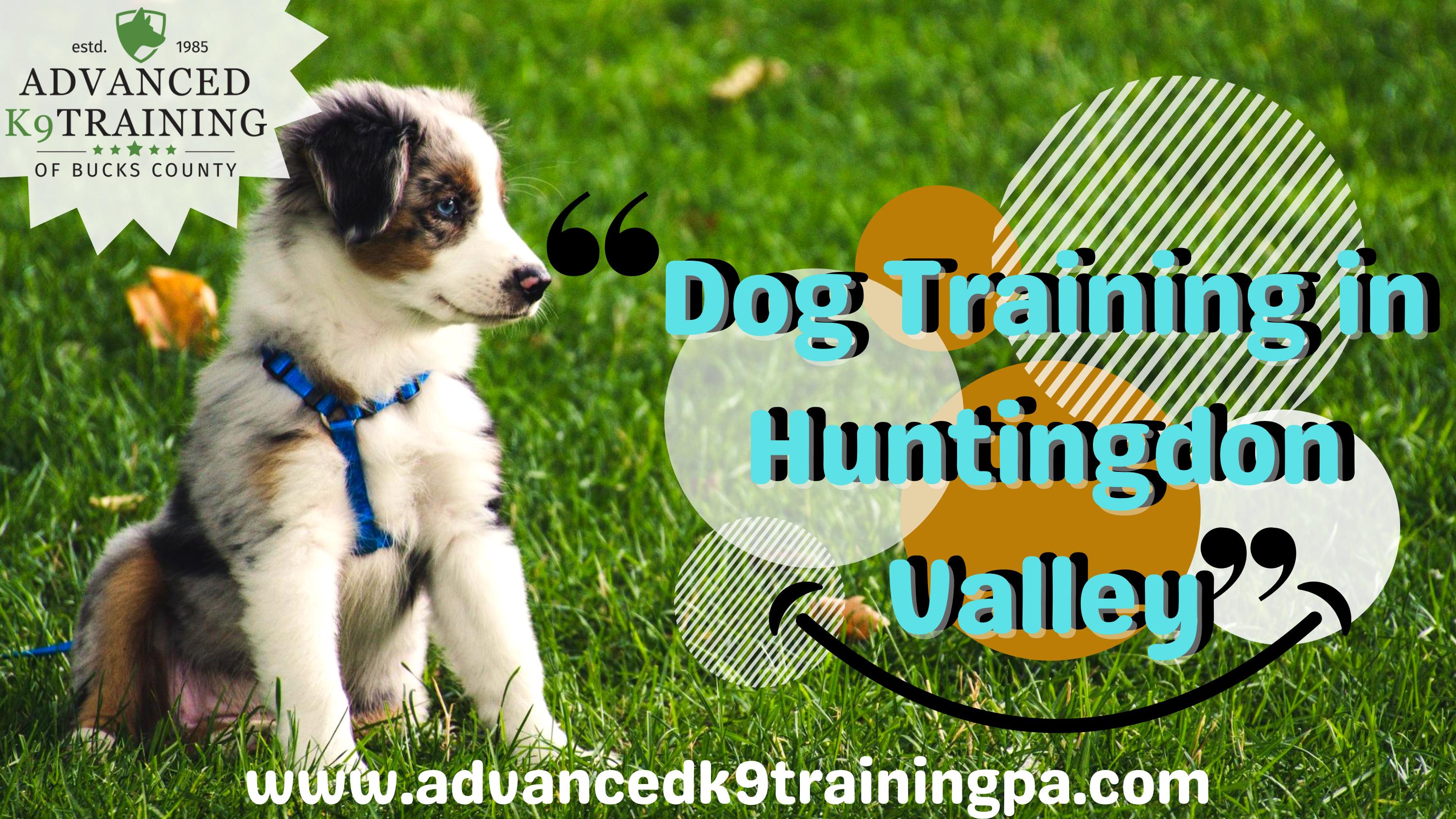 Find out the best Dog Training in Huntingdon Valley for your pets