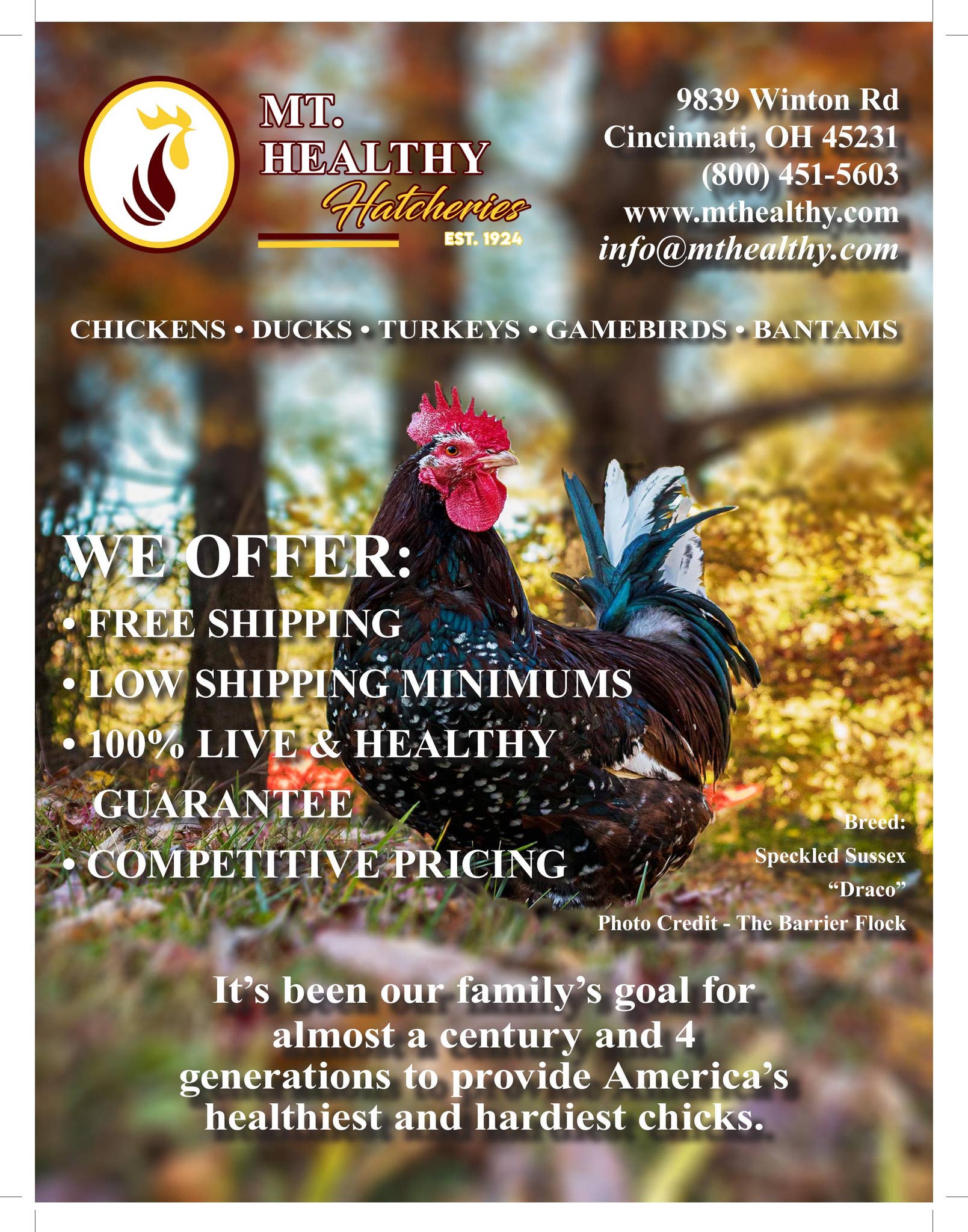 2023 Mt. Healthy Hatcheries Catalog by mthealthyhatcheries Issuu