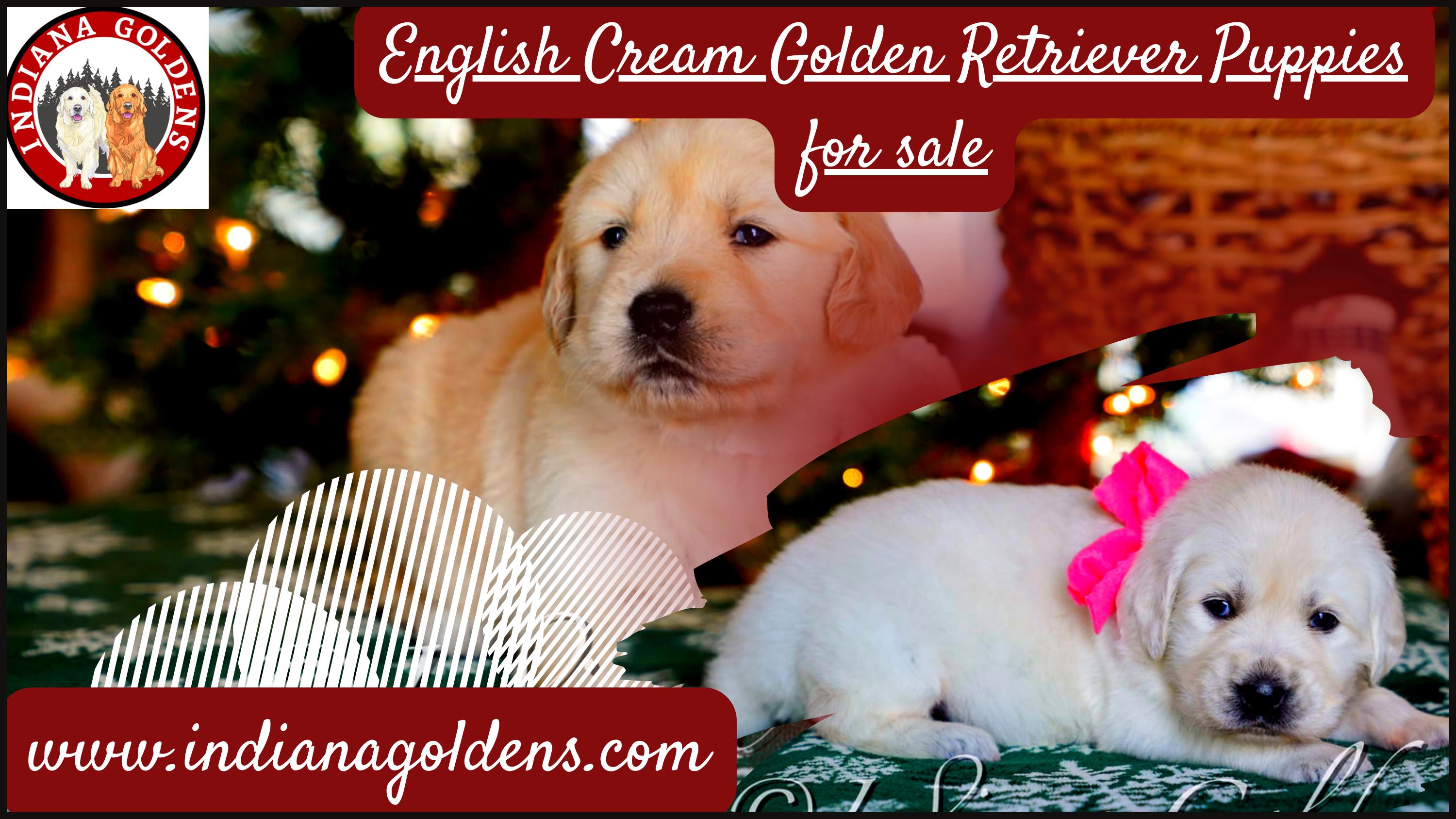Cute and adorable English cream golden retriever puppies for sale at Indiana Goldens by