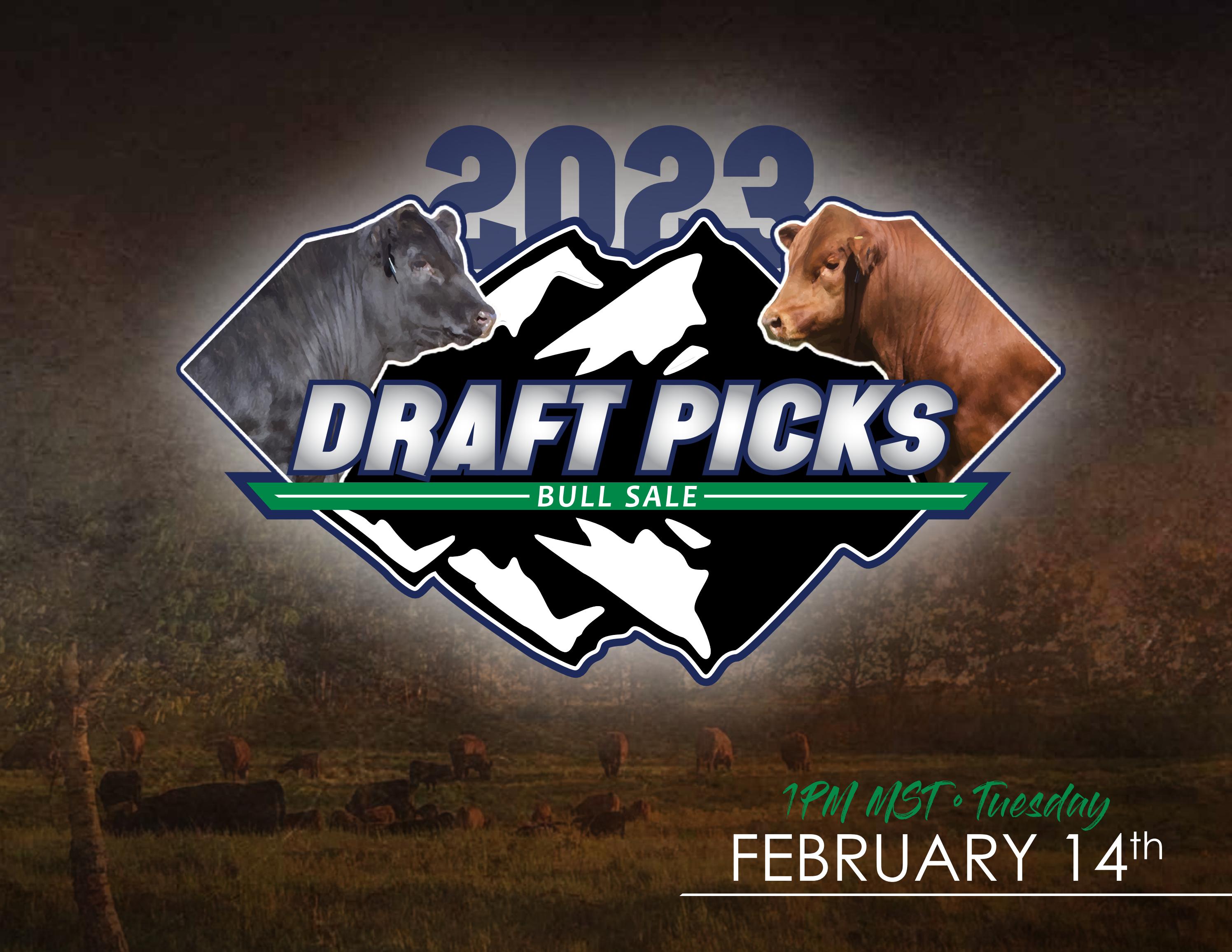 2023 Draft Picks Gelbvieh Bull Sale by Bohrson Marketing Services Ltd