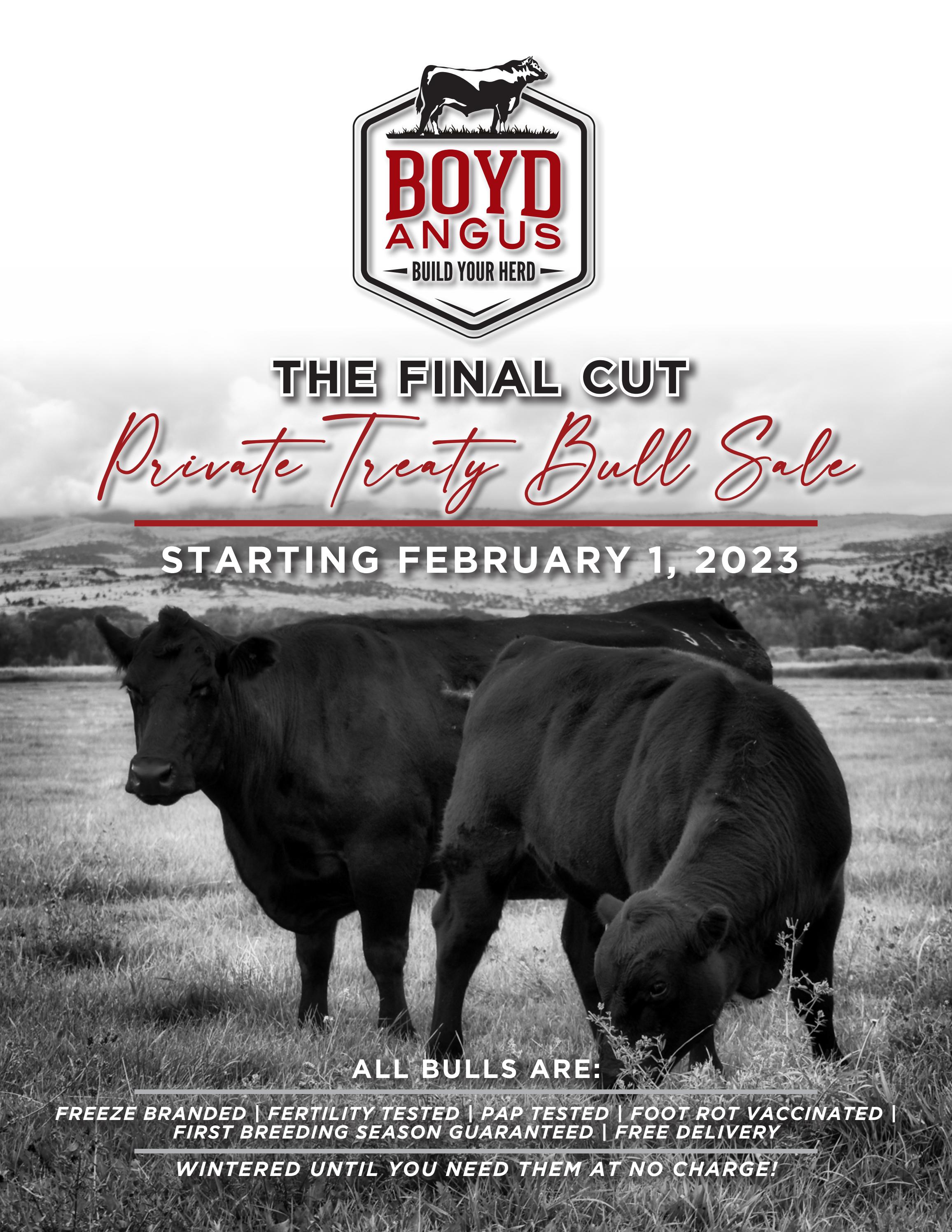 Boyd Angus 2023 Spring Bull Catalog by Boyd Angus Ranch Issuu