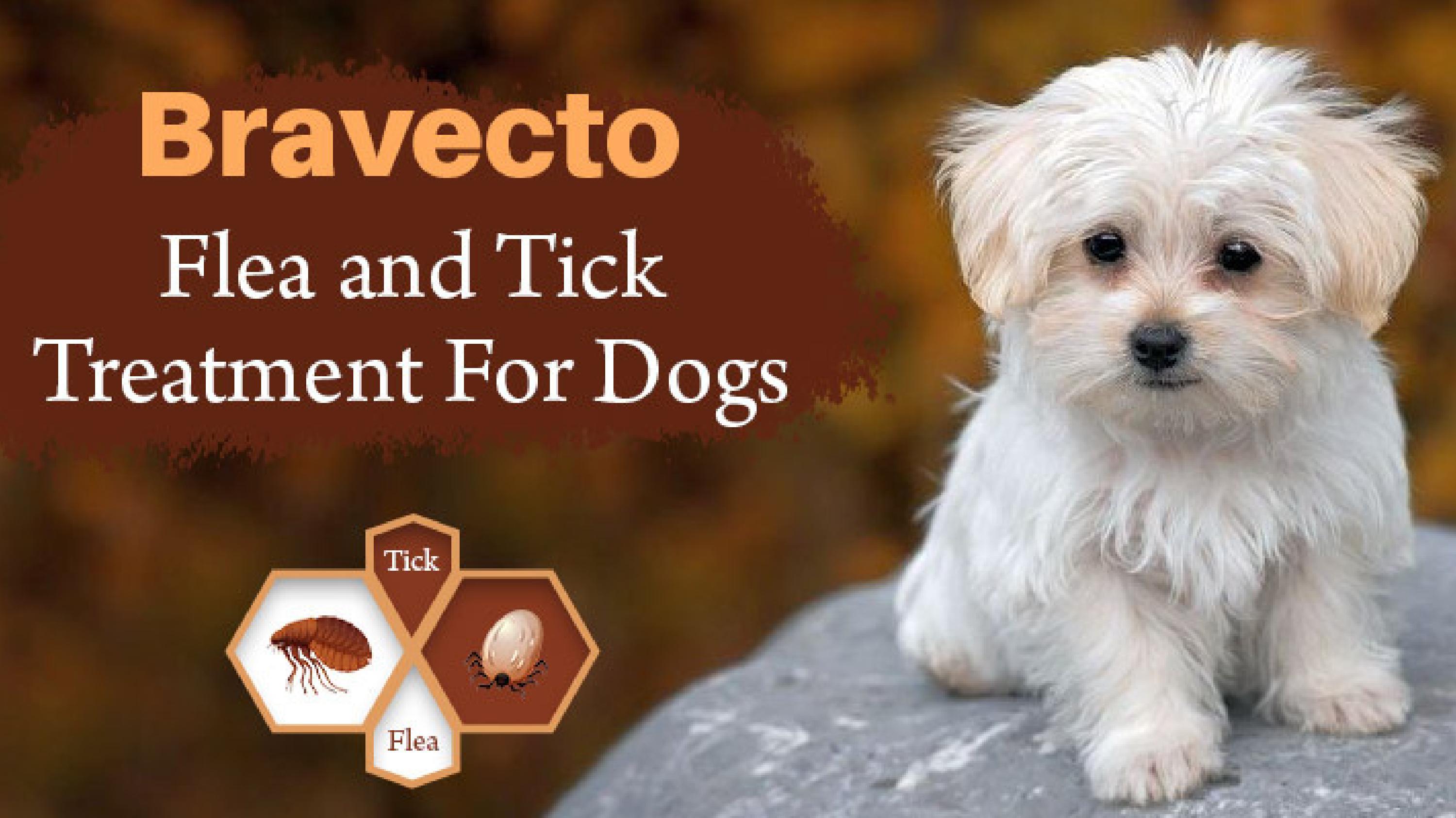 Bravecto Flea and Tick Treatment For Dogs CanadaVetExpress by CanadaVetExpress Issuu