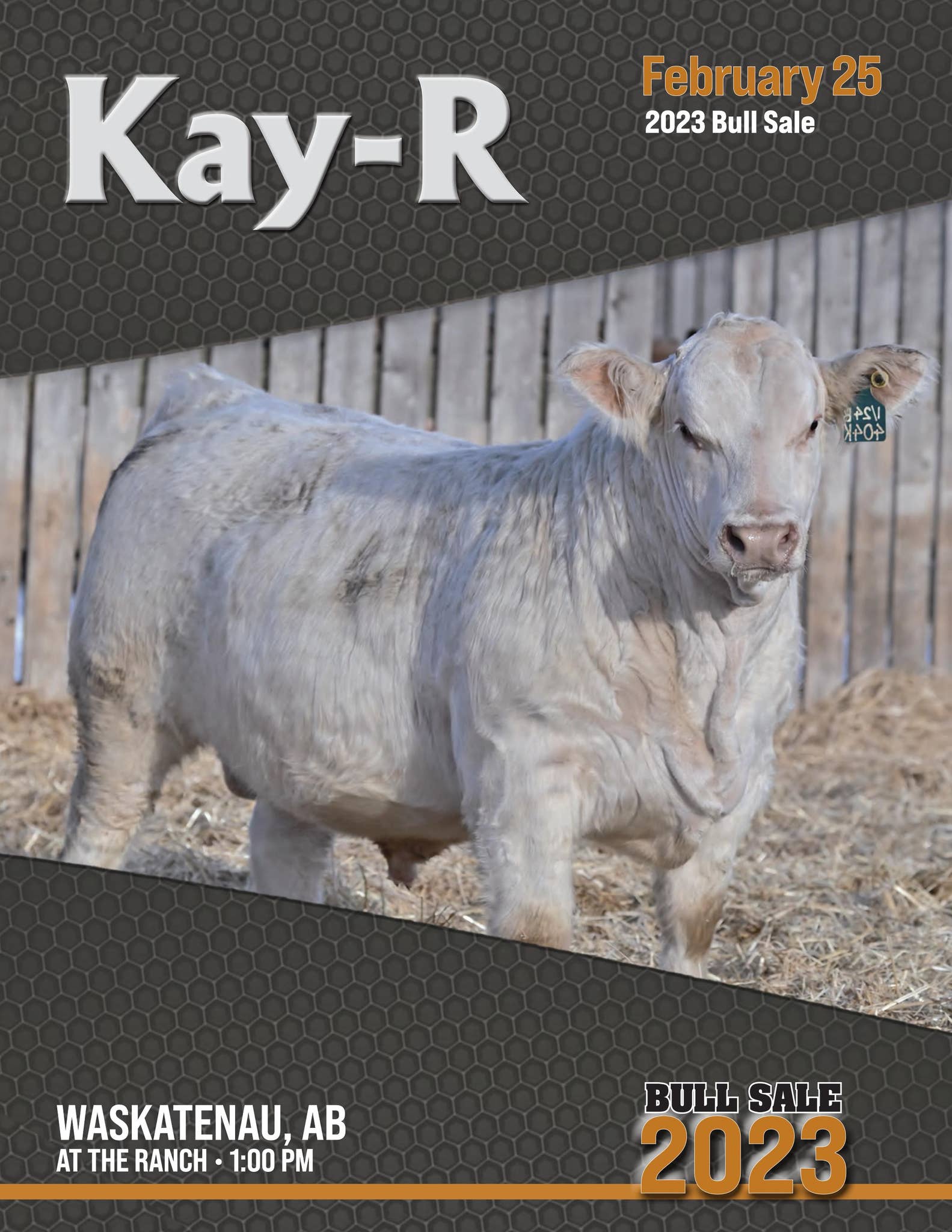 Kay R Cattle Kay-R Charolais 2023 Bull Sale by Today's Publishing Inc. - Issuu