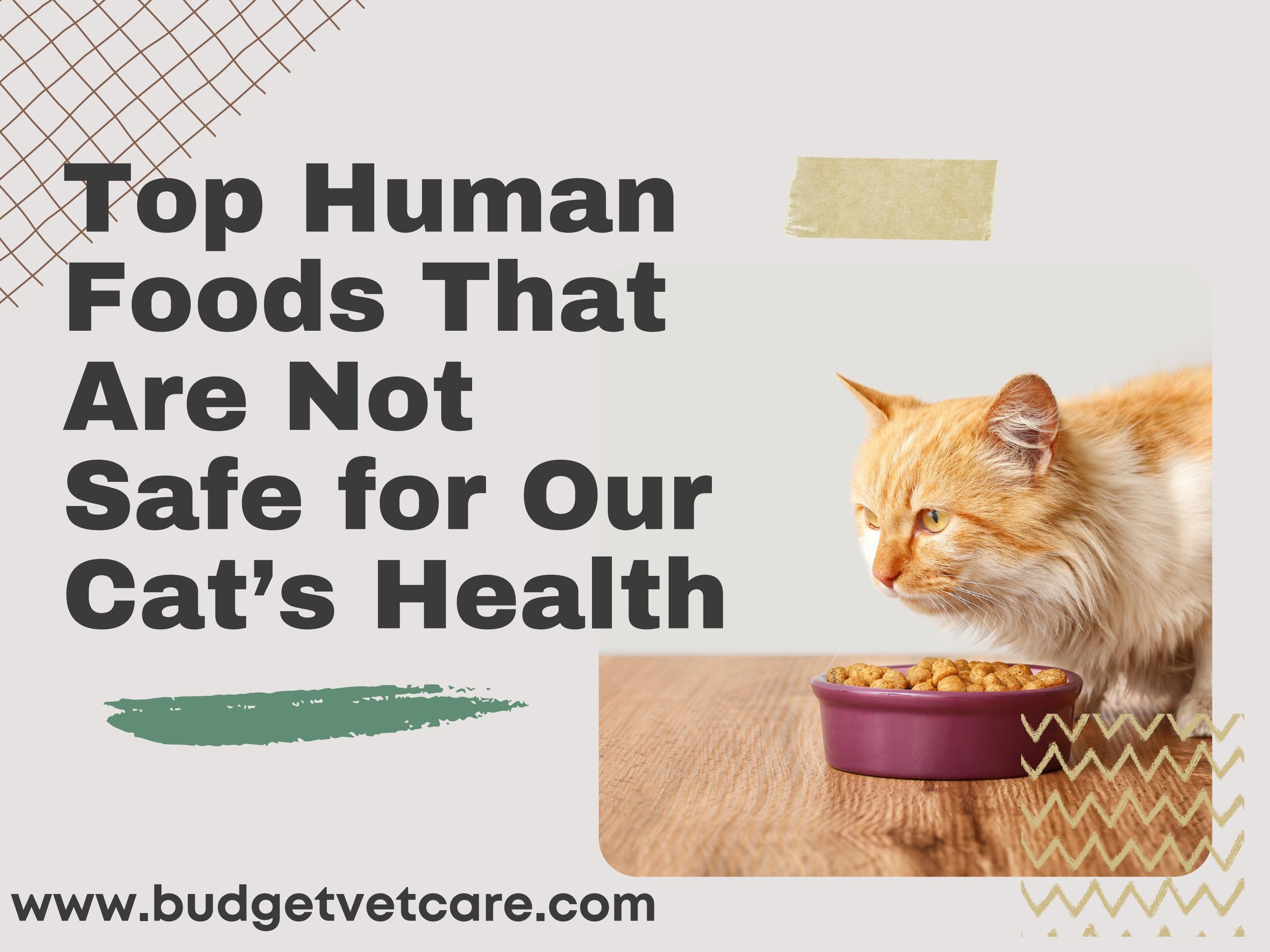 know About Some Human Food Not Safe for Cat’s Health by BudgetVetCare