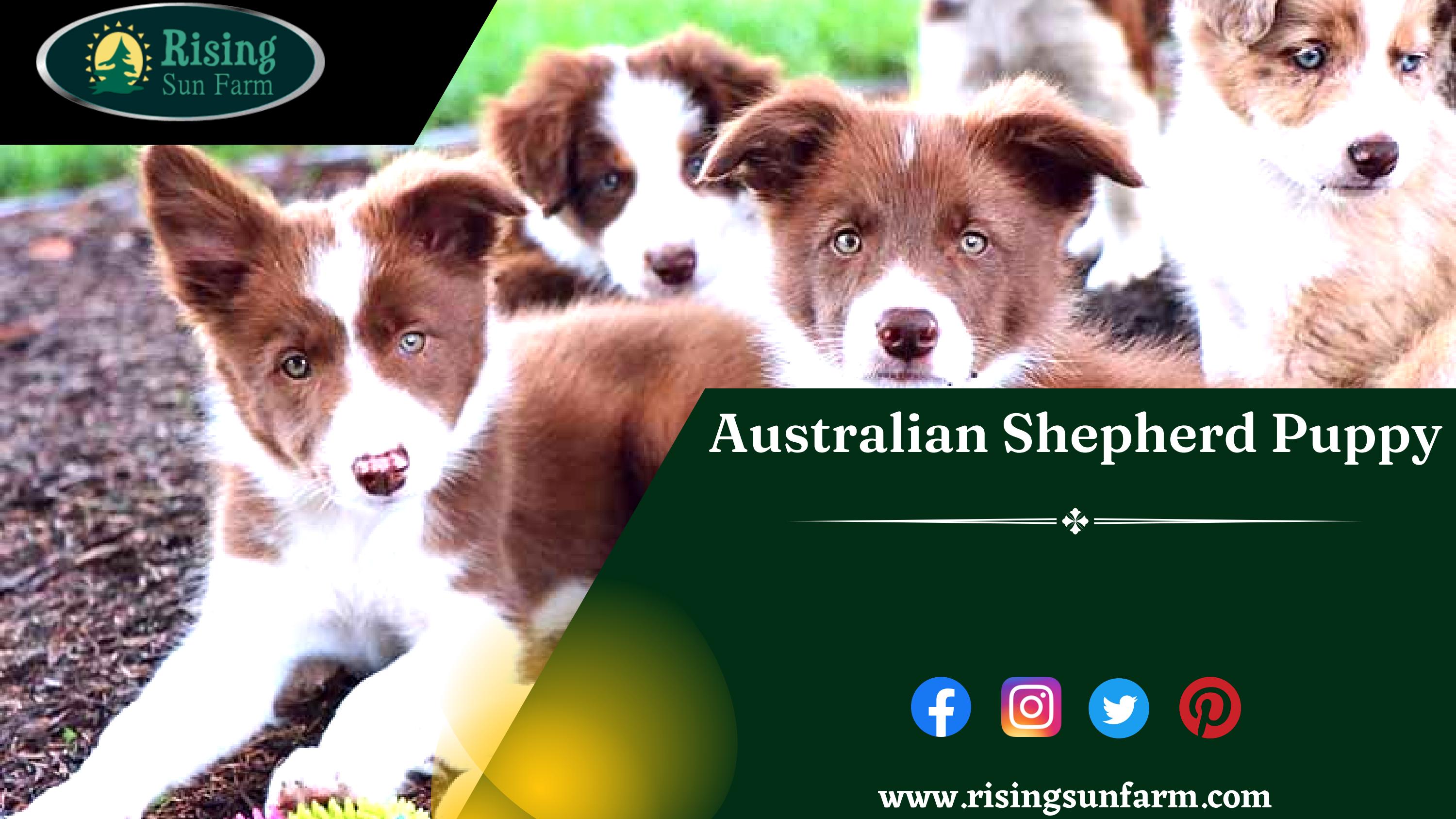 Adorable Australian Shepherd Puppy Loyal, Affectionate, and Eager to
