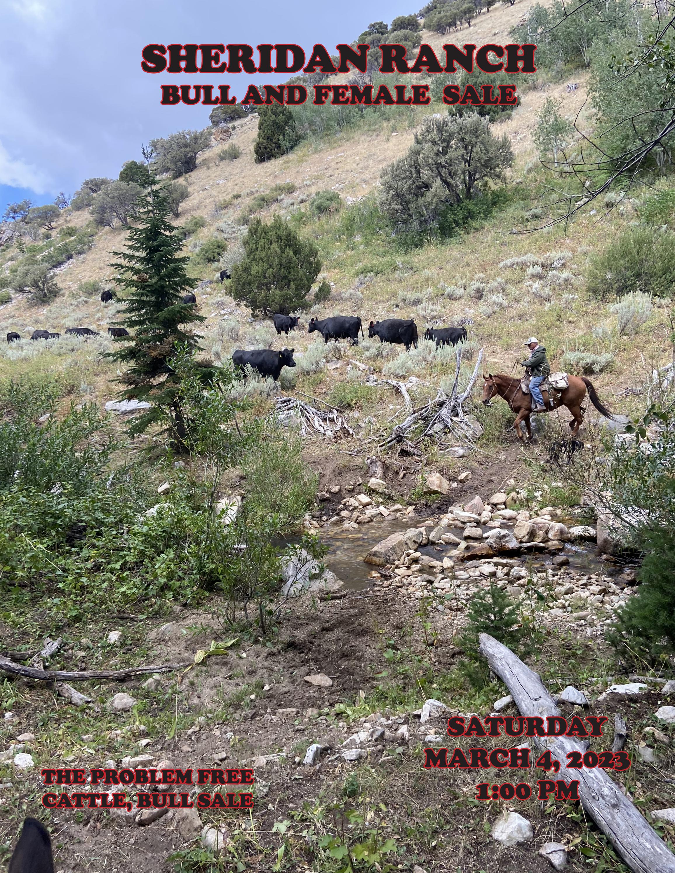 Sheridan Ranch Sale Catalog 2023 by PeltonLivestock Issuu
