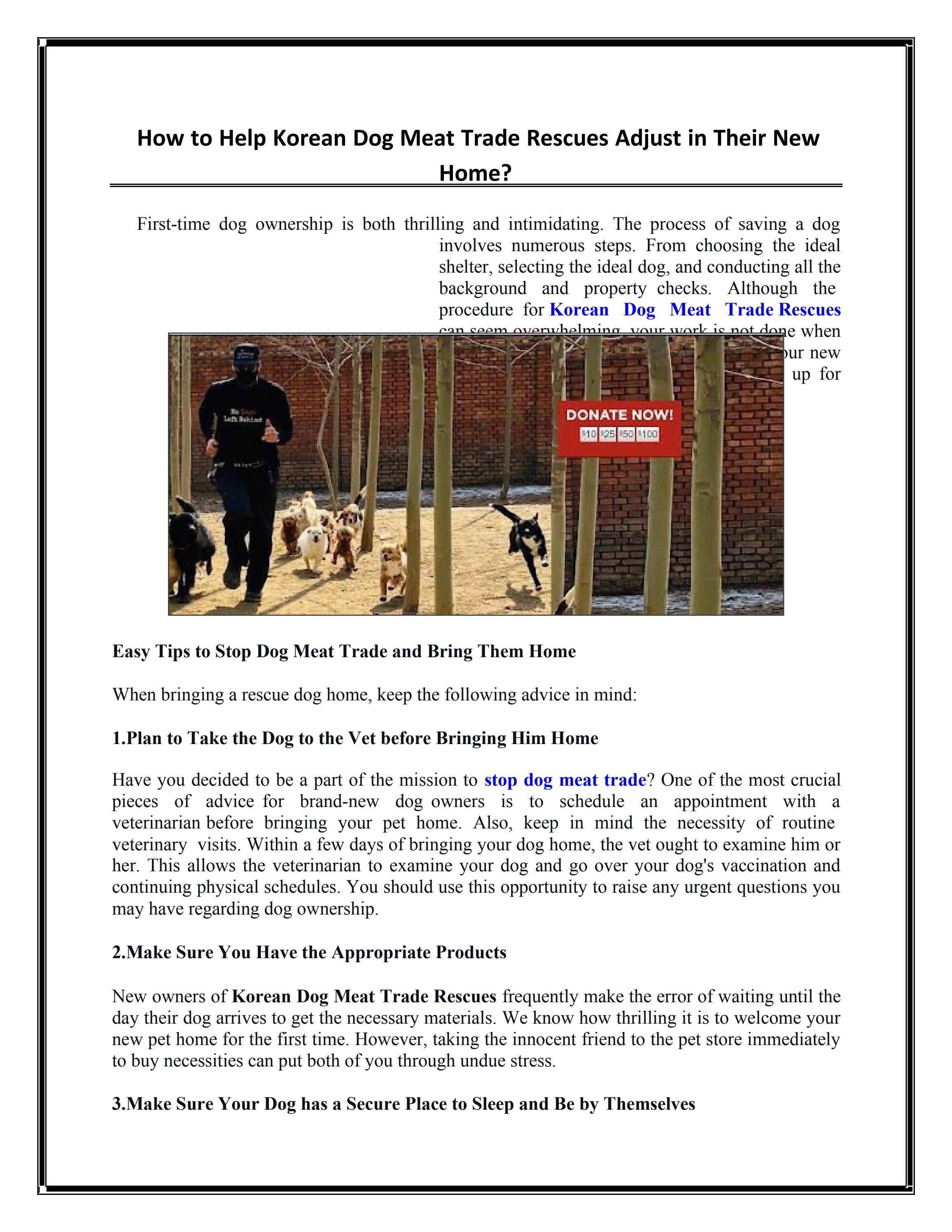 How to Help Korean Dog Meat Trade Rescues Adjust in Their New Home? by