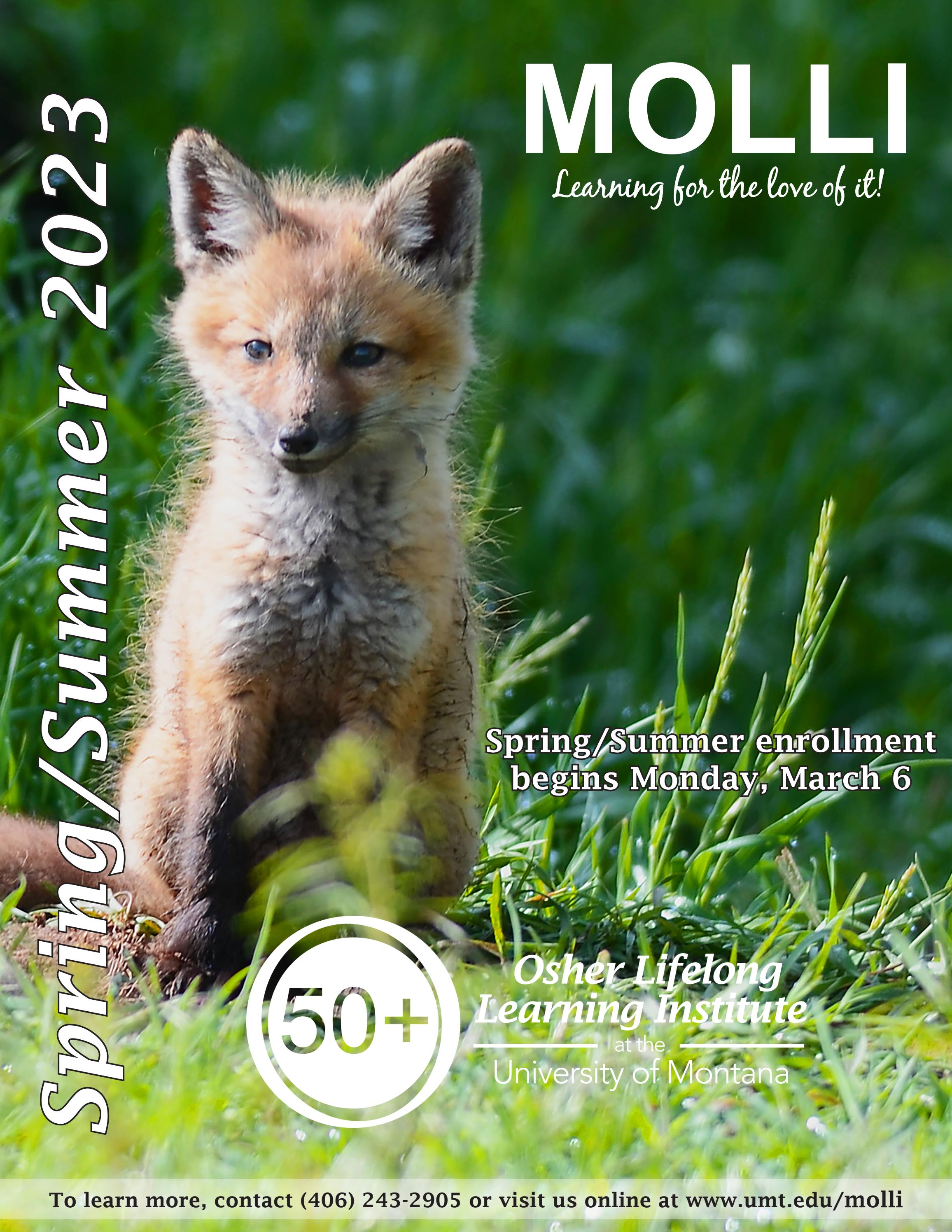 MOLLI Catalog by MOLLIatUM Issuu