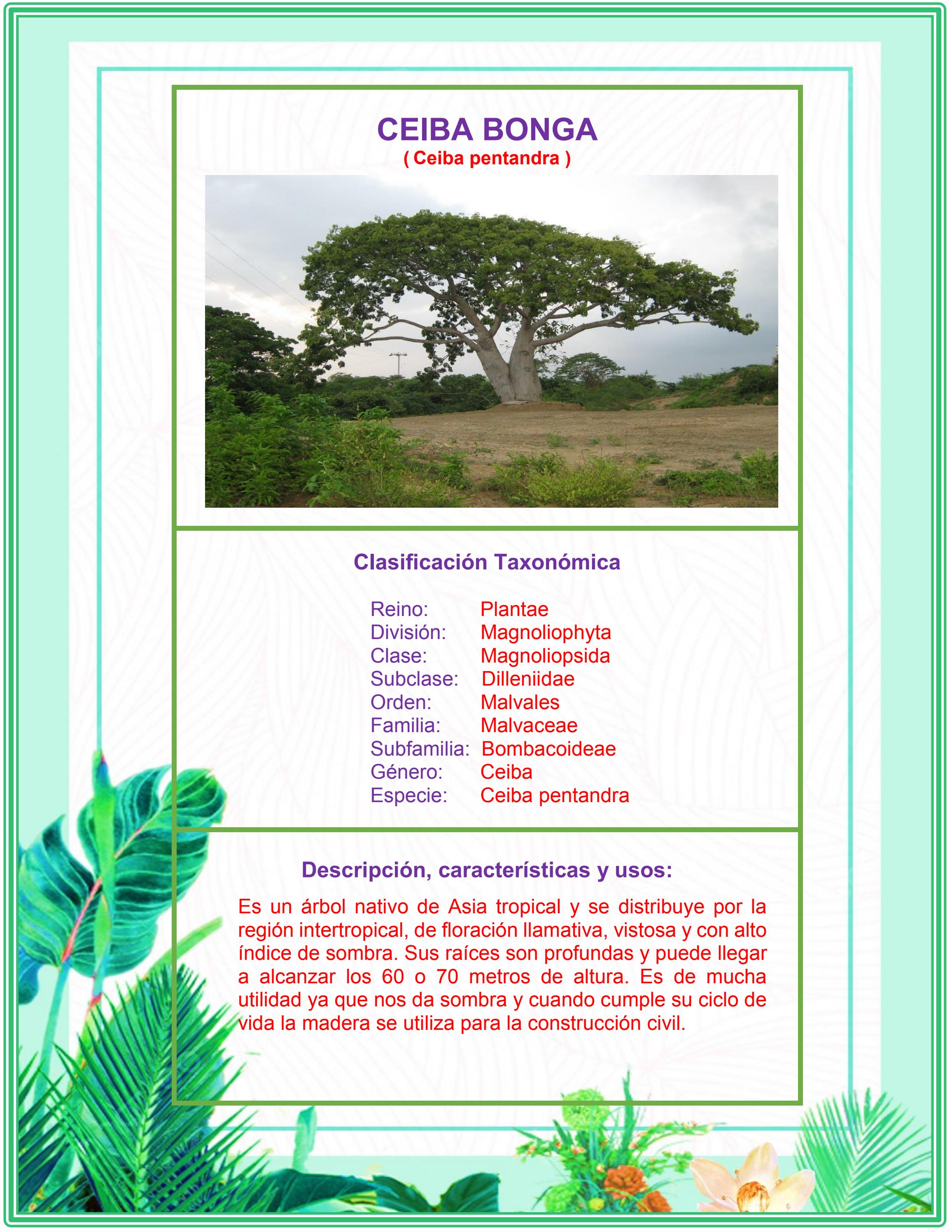 TBC VAINILLO_CEIBA BONGA by Soltronics Issuu
