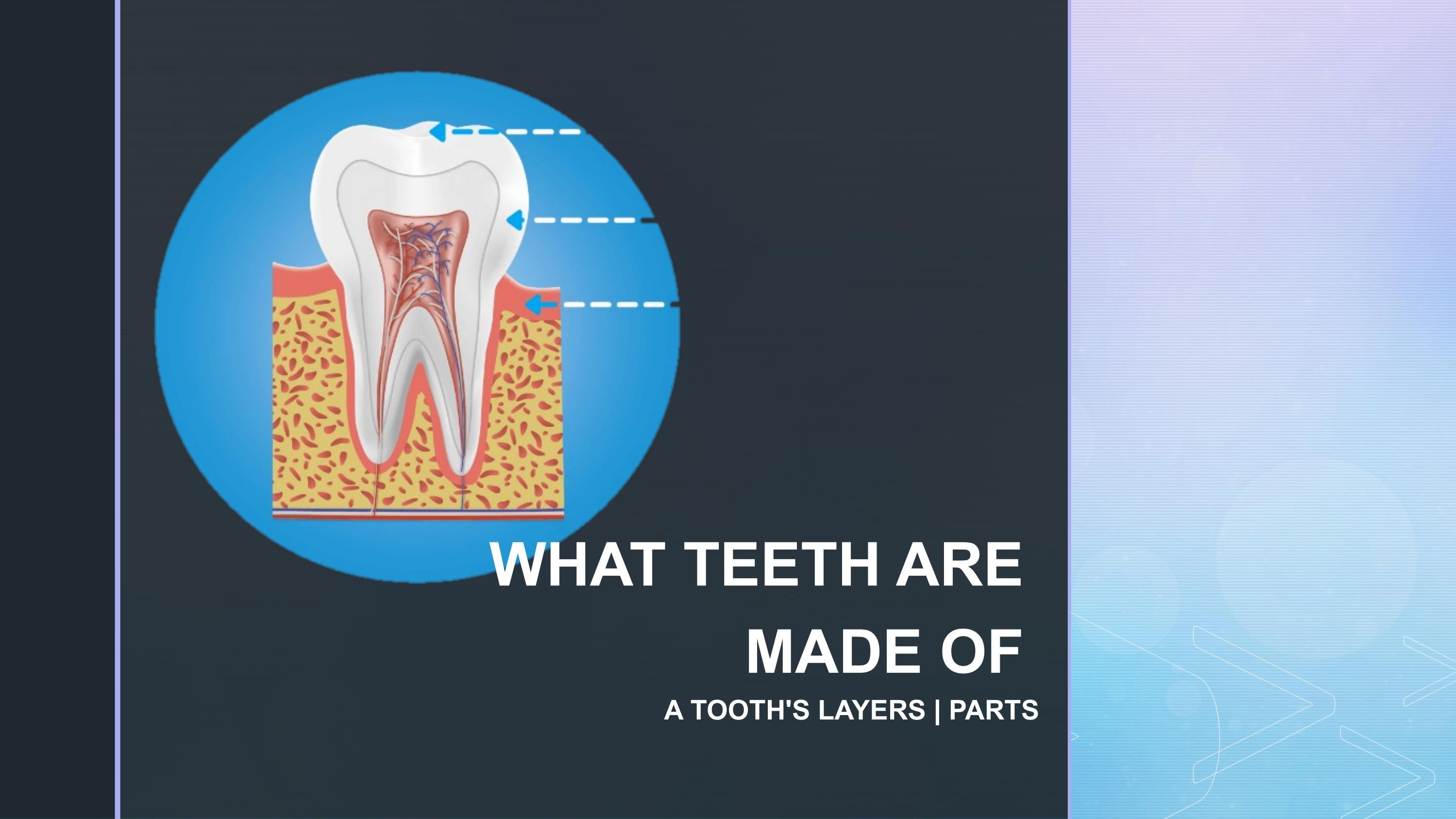 What teeth are made of A tooth's layers by Great Oral Health Issuu