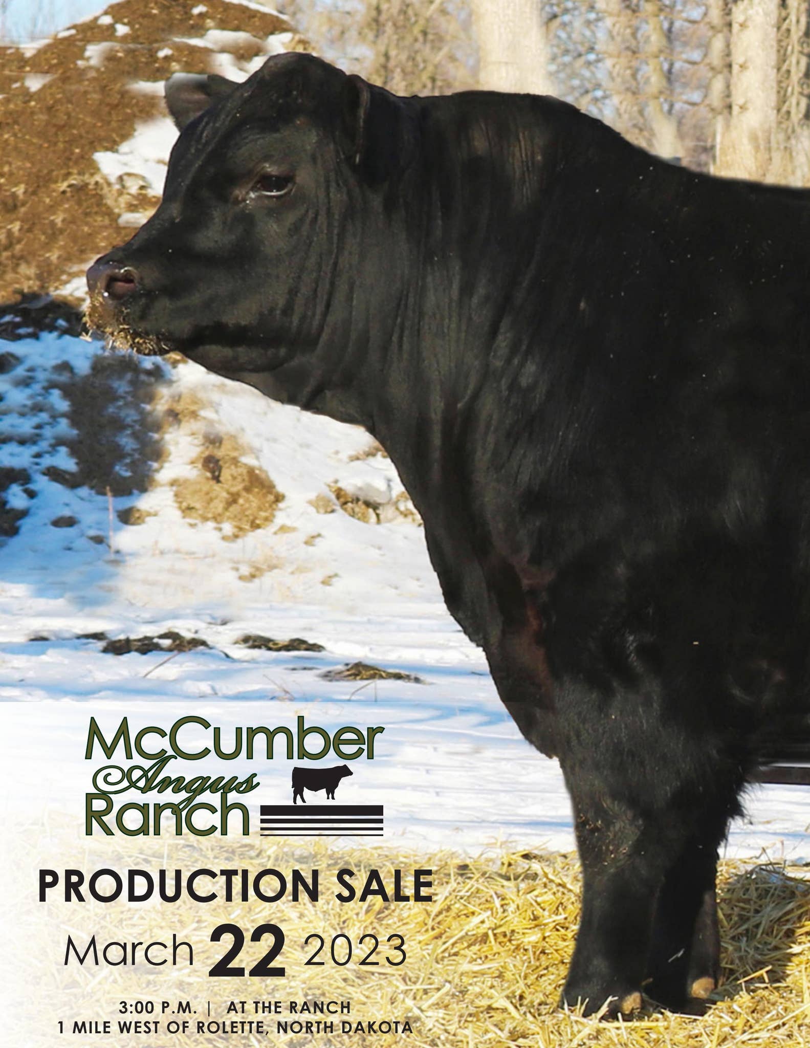 Mccumber Angus Ranch McCumber Angus Ranch Sale Catalog 2023 by PeltonLivestock - Issuu