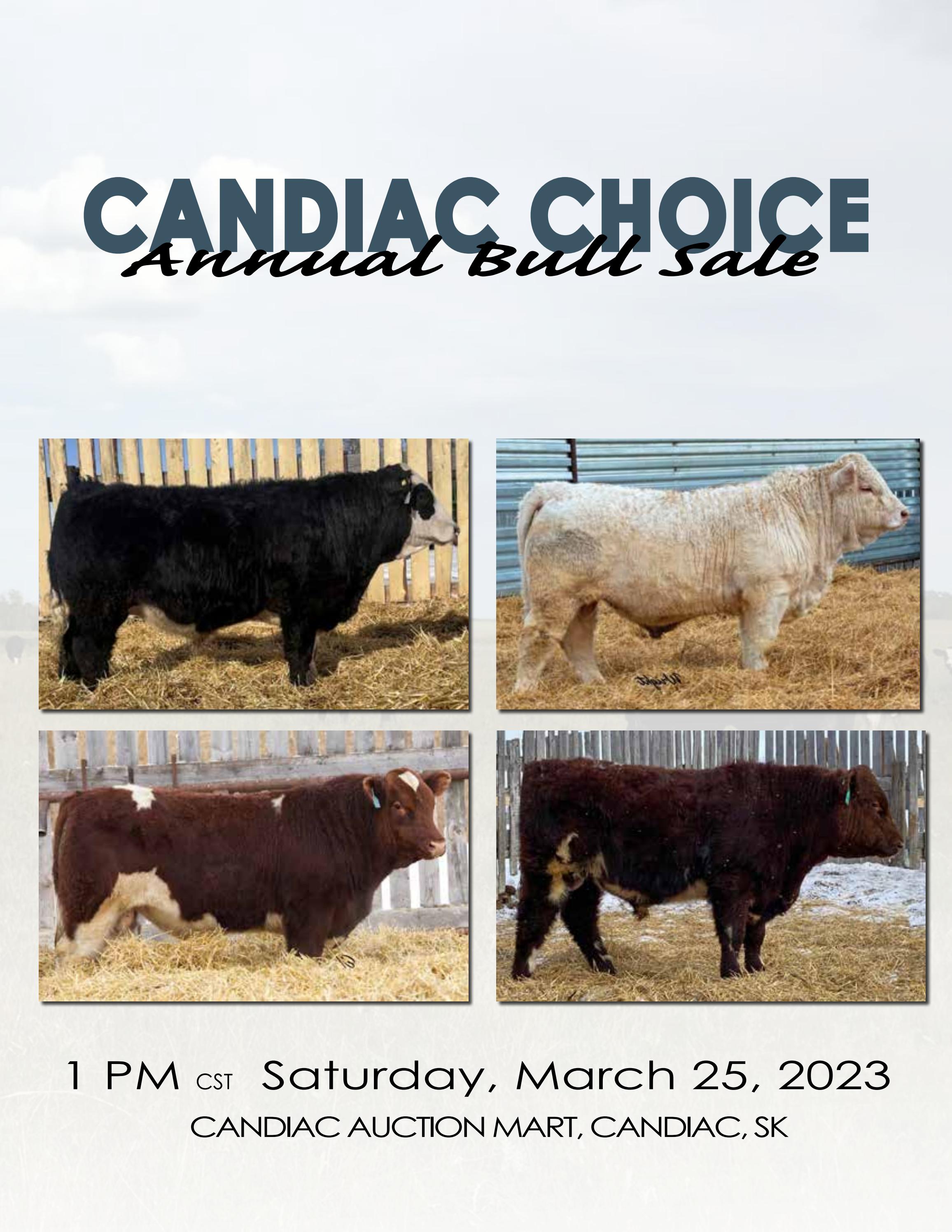 2023 Candiac Choice Annual Bull Sale by Carolyn McCormack Issuu
