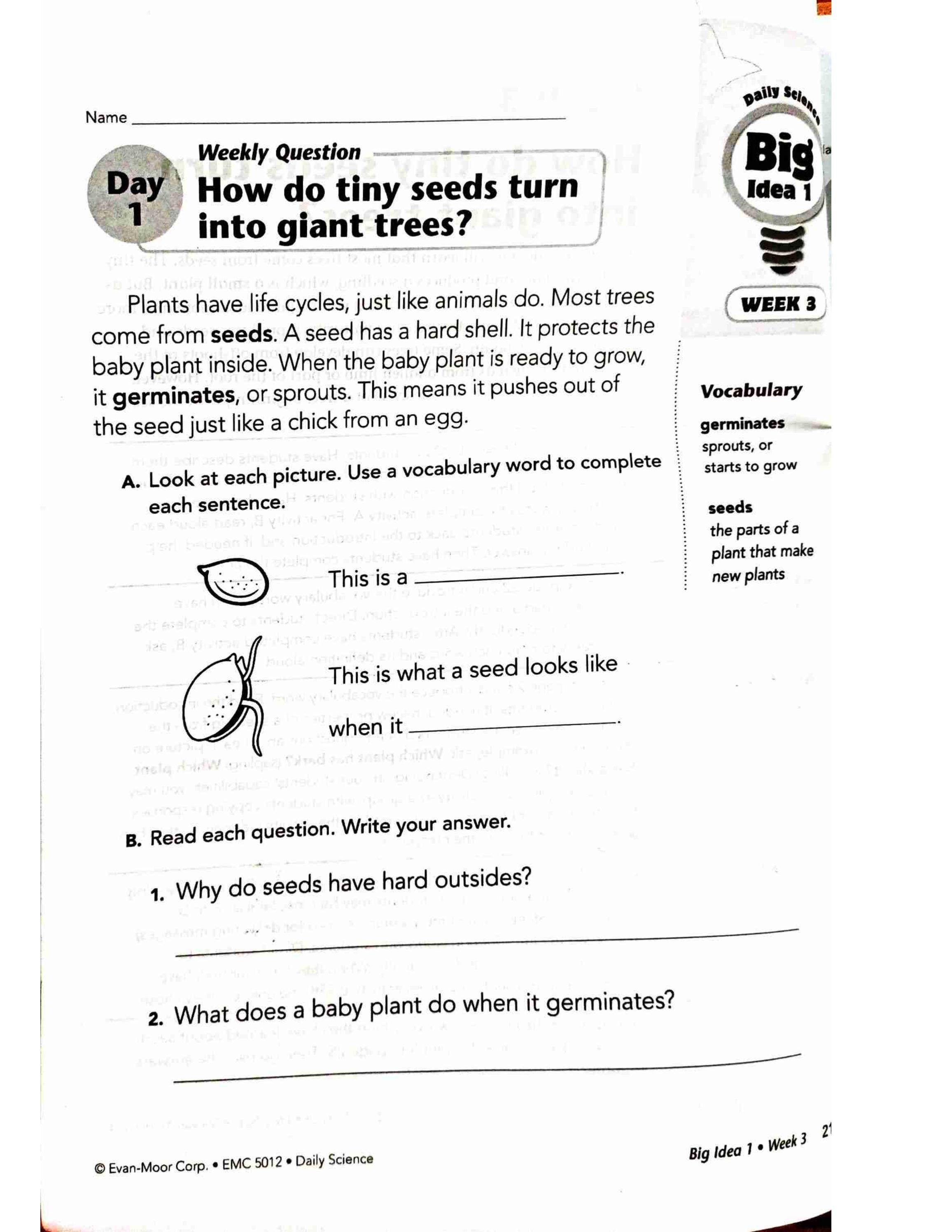 Why do some plants have flowers. by Gra chef Issuu