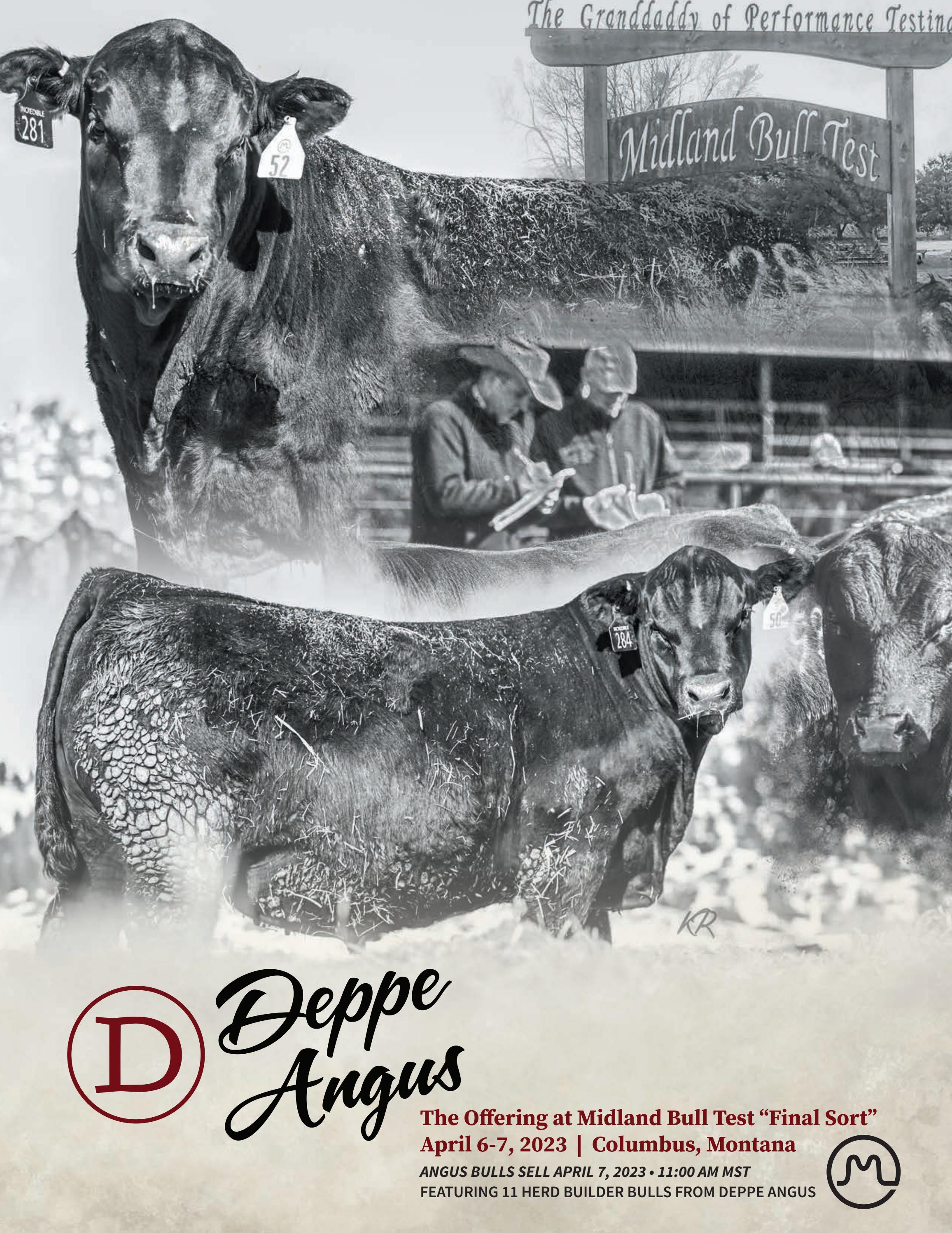 Deppe Angus Midland Bull Test Feature 2023 Sale Catalog by