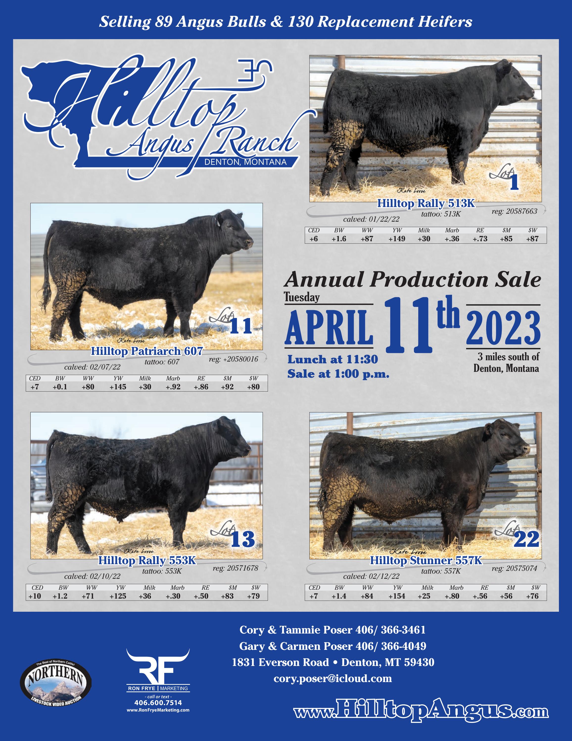 Hilltop Angus Ranch Sale Catalog 2023 by PeltonLivestock Issuu