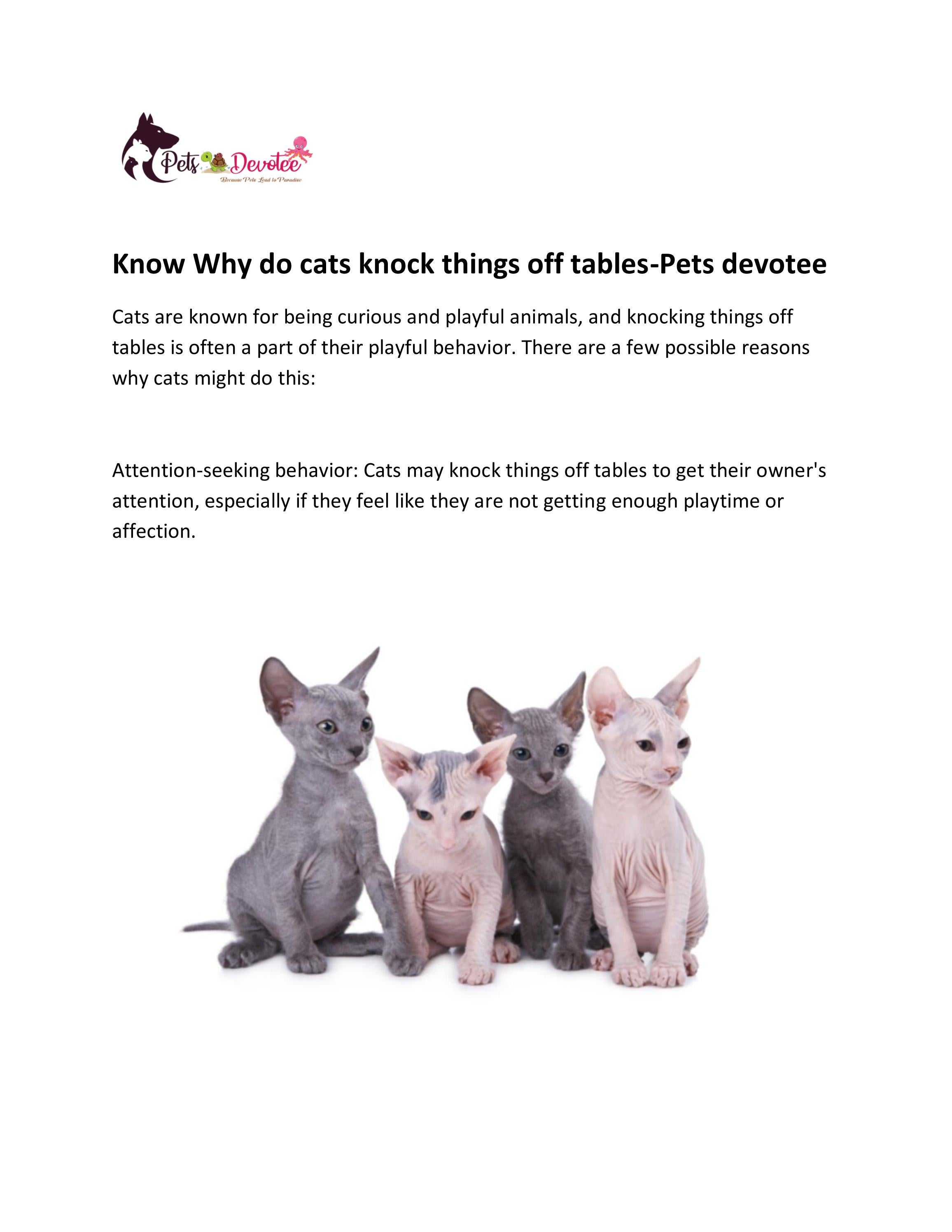 Know Why do cats knock things off tablesPets devotee by petsdevotee