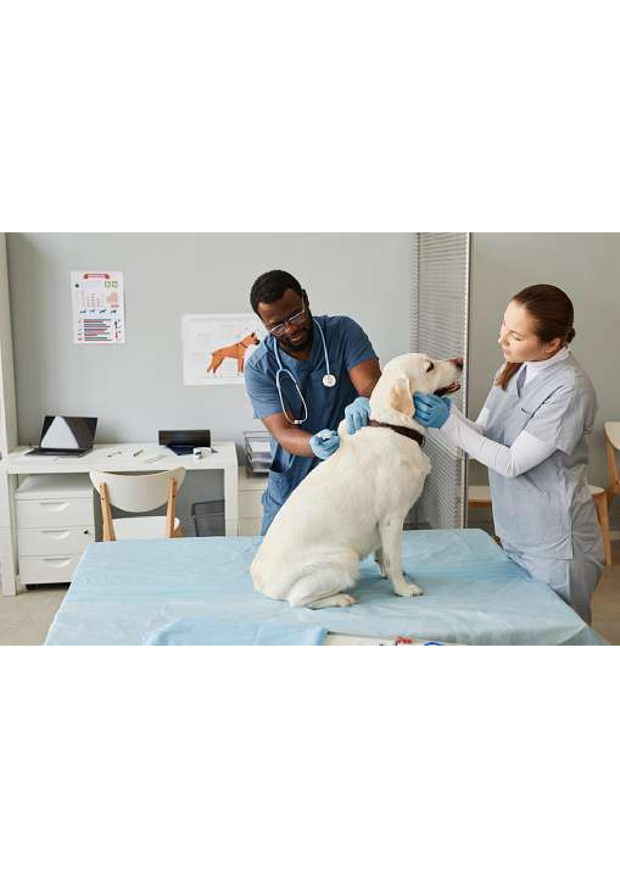 Veterinarian Email List Veterinarian Mailing List MailingInfoUSA by