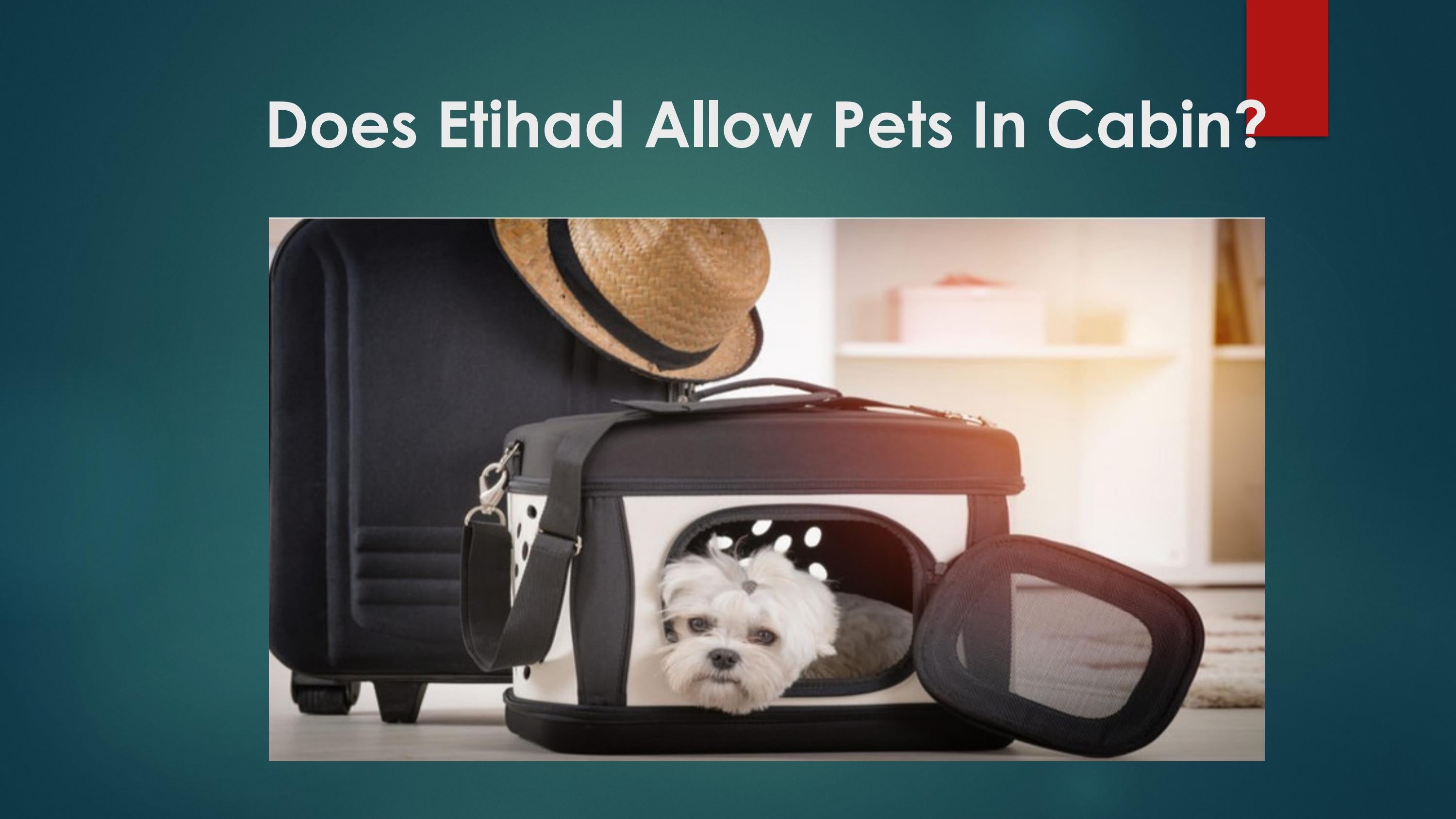 Does Etihad Allow pet in cabin? by Gloria Brooks Issuu