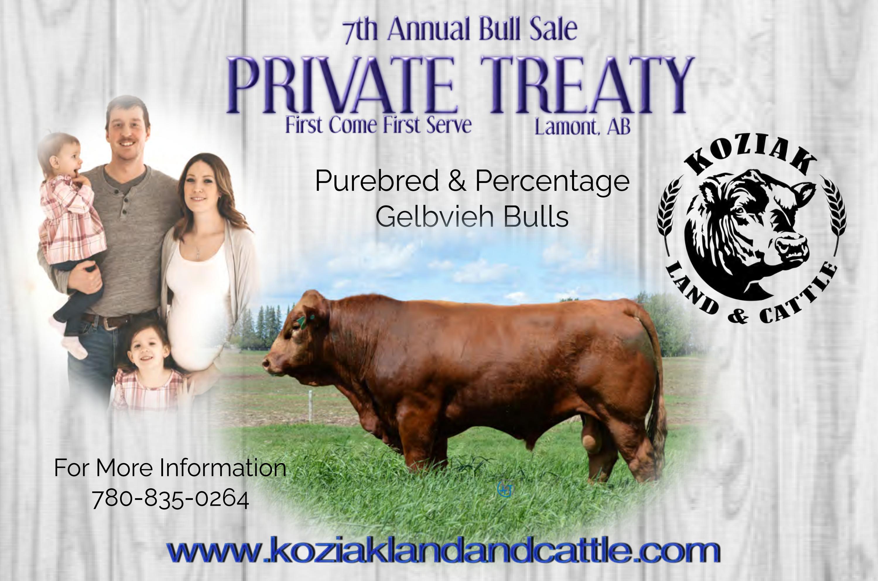 Koziak Land & Cattle 2023 Bull Sale by koziaklandandcattle Issuu