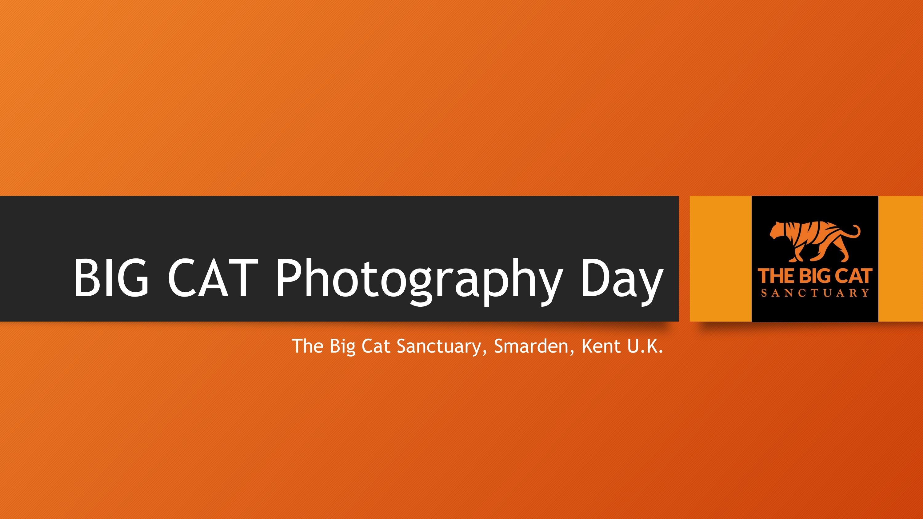 Big Cat Photography Day By Alma Leaper Photography Issuu
